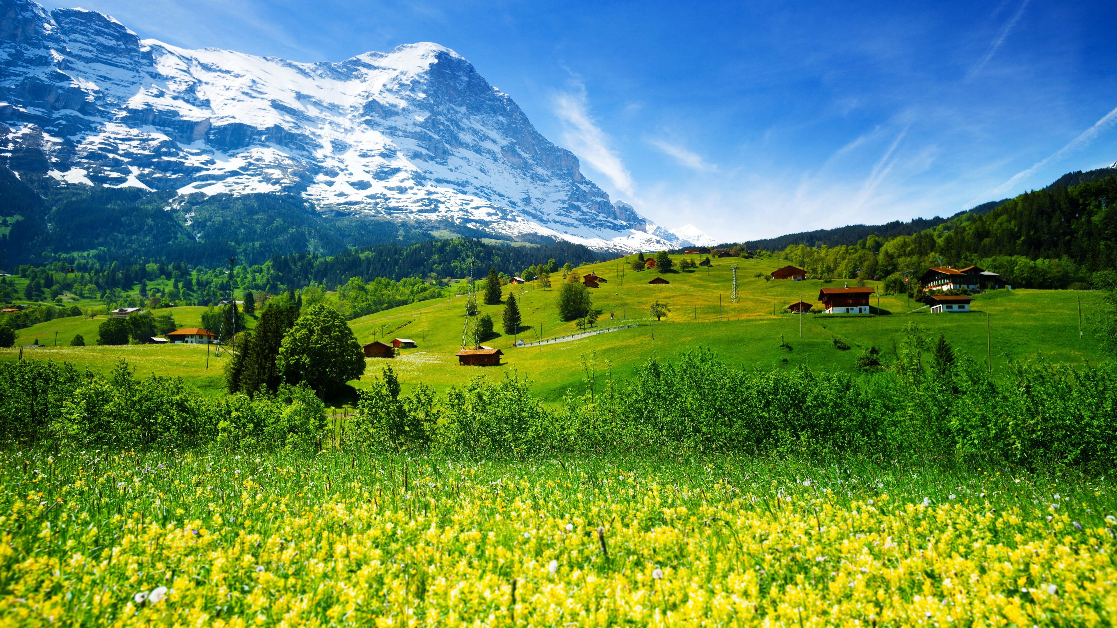 Eiger, Berner Oberland, Schweiz, Blumenwiese, Alm, 4K 2160p, Desktop-Hintergrundbild