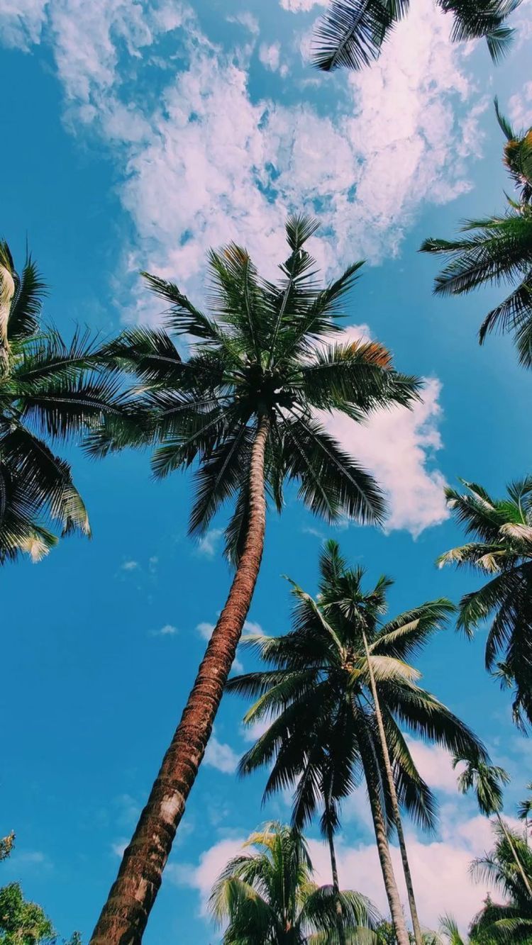 Palmen, Froschperspektive, Blauer Himmel, Wolken, Tropen, Android-Hintergrundbild