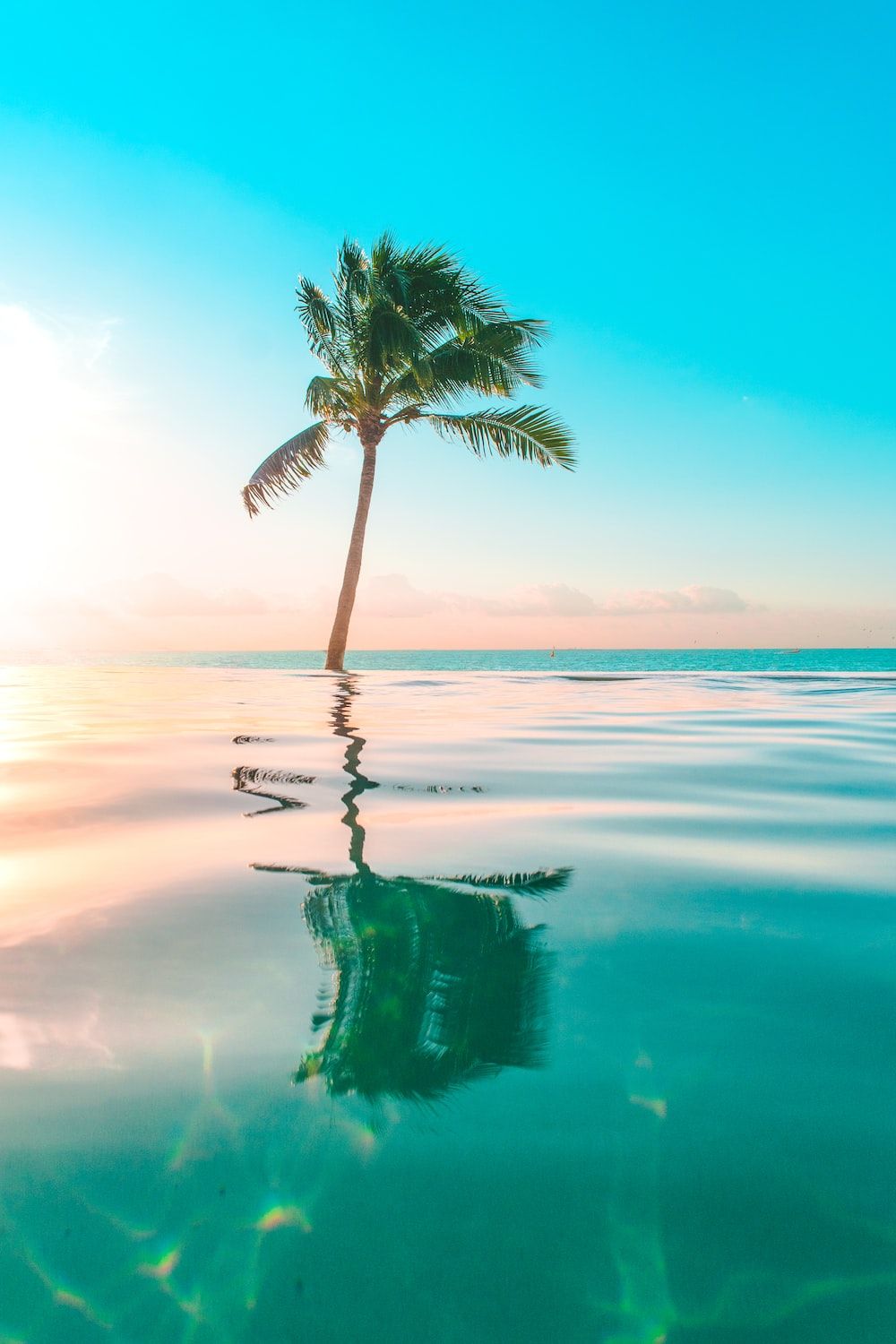 Palme, Lagune, Türkises Wasser, Sonnenaufgang, Tropen, Hochformat, Hintergrundbild fürs Smartphone