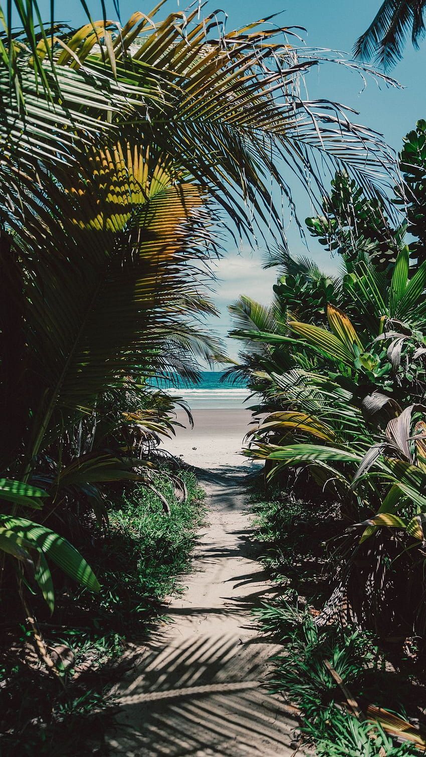 Dschungelpfad, Palmblätter, Strand, Tropen, Grün, HD, Sperrbildschirm fürs iPhone