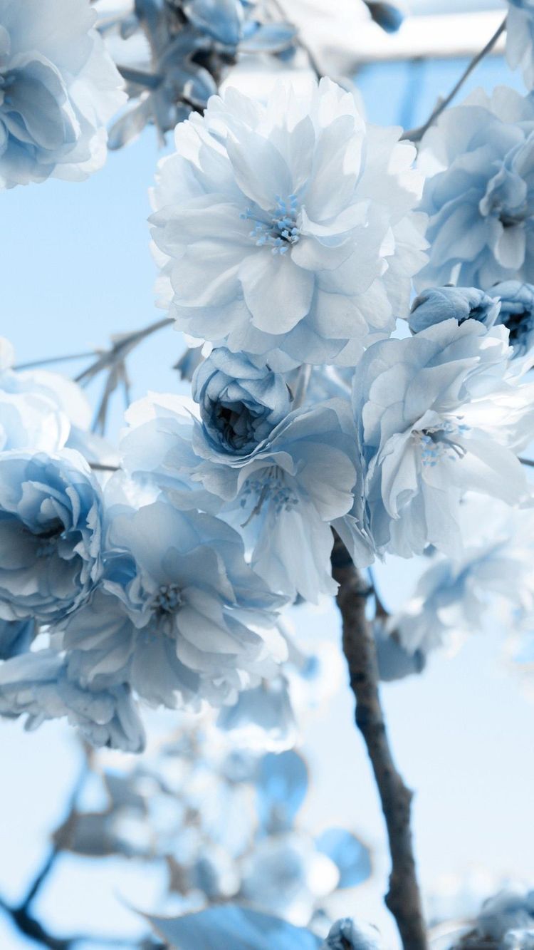 Kirschblüten, Blau getönt, Zweig, Hellblau, Frühling, HD, Sperrbildschirm fürs iPhone