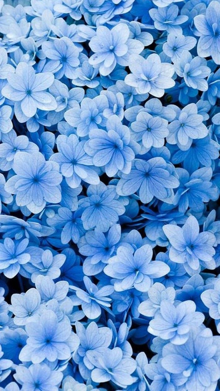 Hortensie, Hellblaue Blüten, Blütenmeer, Nahaufnahme, Muster, Hintergrundbild fürs Handy