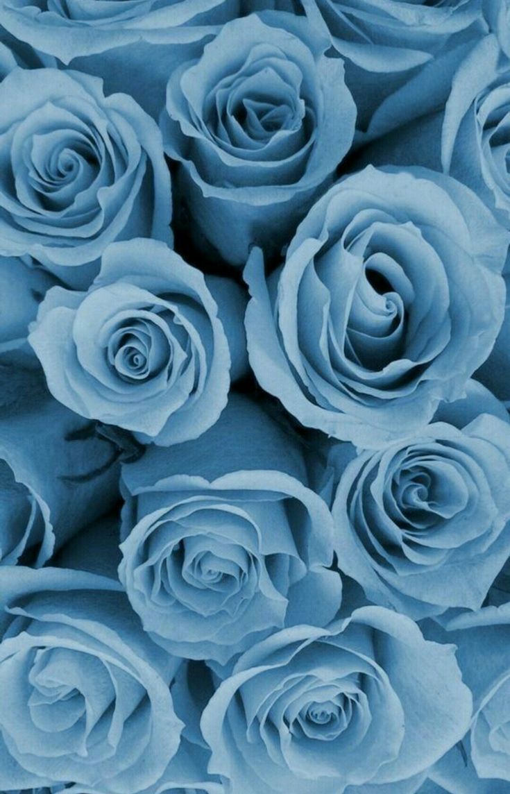 Rosen, Blaue Rosen, Rosenstrauß, Blütenmeer, Pastellblau, Android-Hintergrundbild