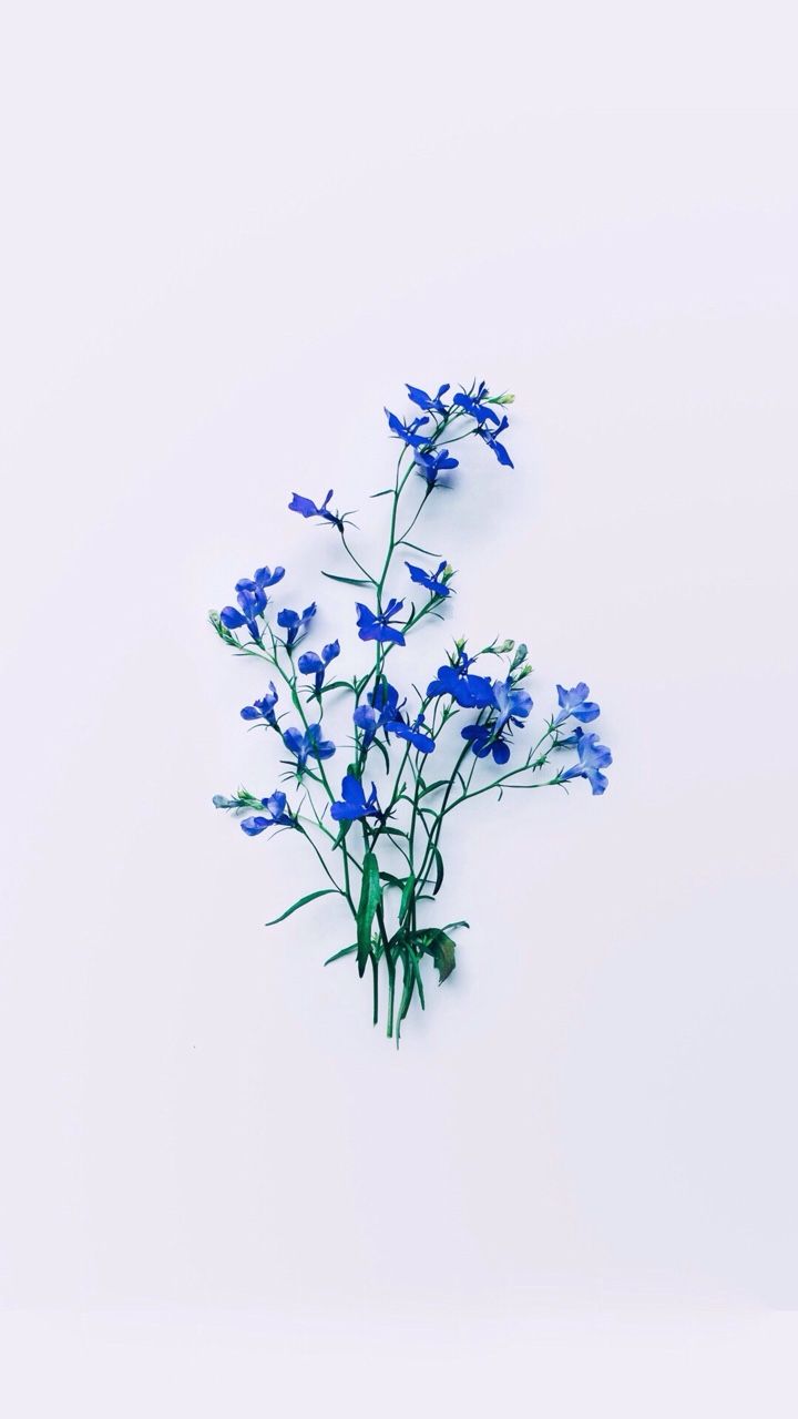 Rittersporn, Blaue Wildblumen, Weißer Hintergrund, Minimalismus, Blumenstrauß, Sperrbildschirm