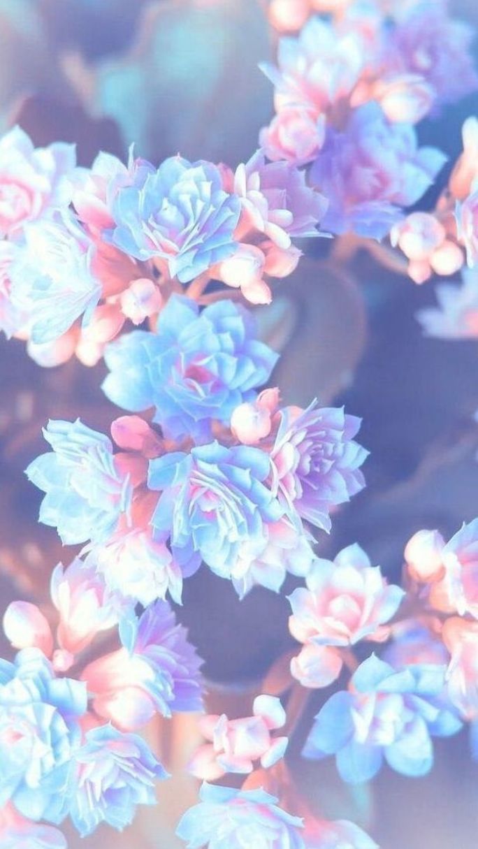 Blüten, Hellblau und Rosa, Pastell, Verträumt, Bokeh, Hintergrundbild für iPhone und Android