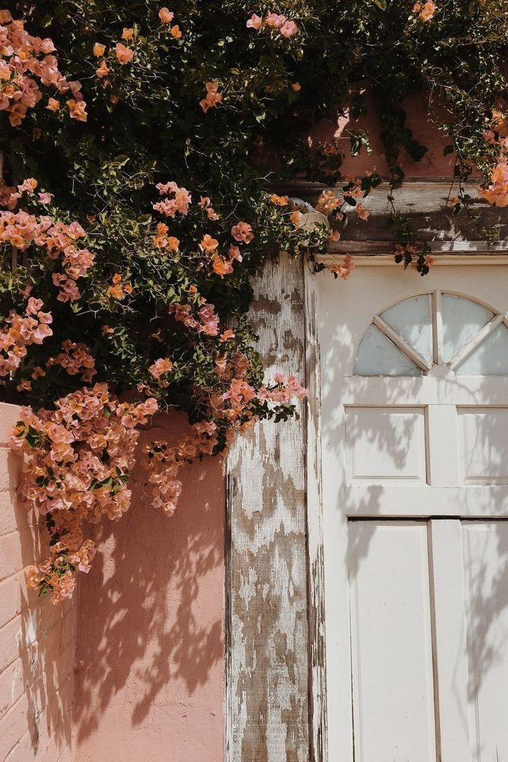 Weiße Tür, Bougainvillea, Rosa Wand, Schatten, Mediterran, Hintergrundbild fürs Handy