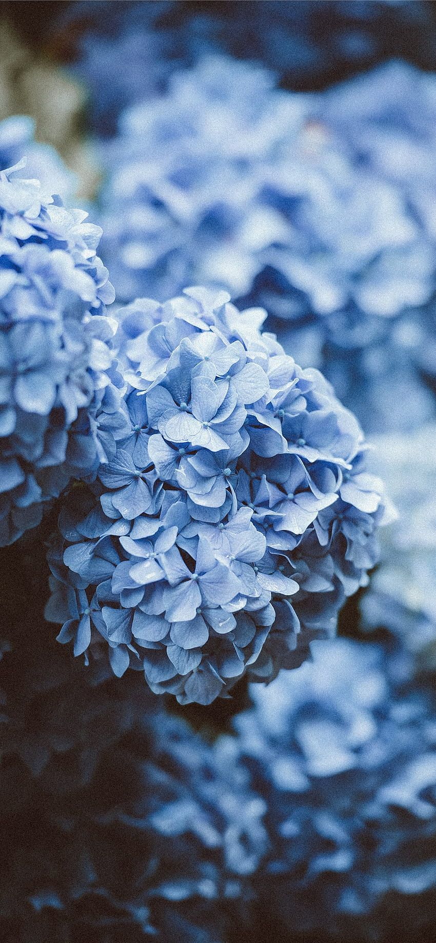 Hortensie, Blaue Hortensie, Nahaufnahme, Dunkle Stimmung, Blüten, HD, Handy-Hintergrund