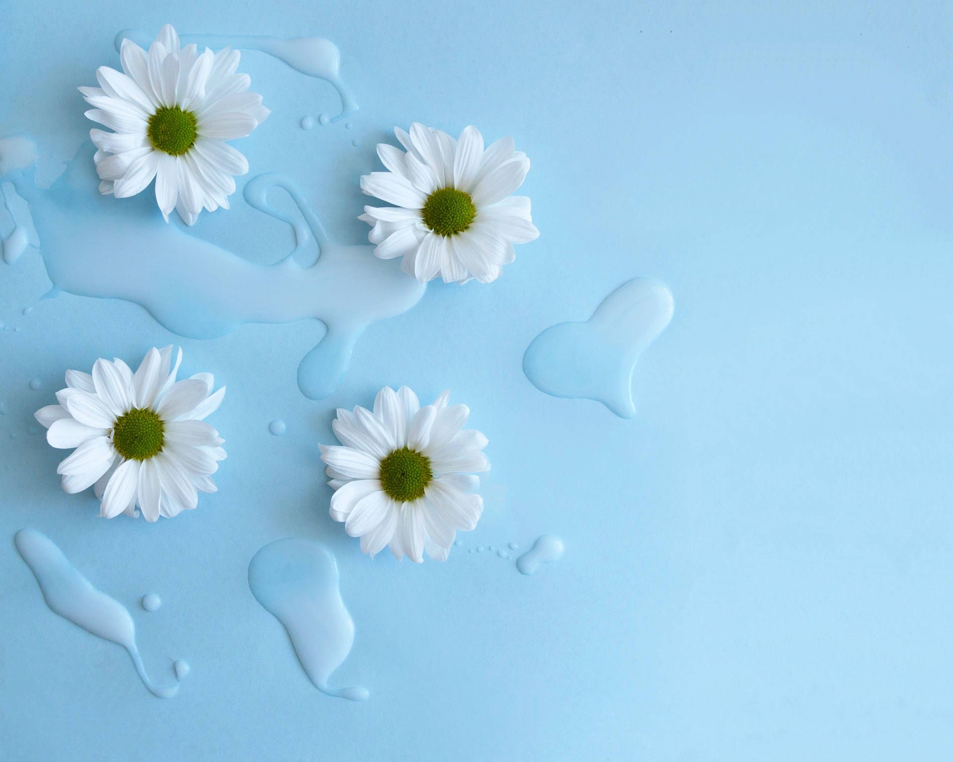 Gänseblümchen, Wassertropfen, Hellblauer Hintergrund, Flatlay, Minimalistisch, Full HD Wallpaper