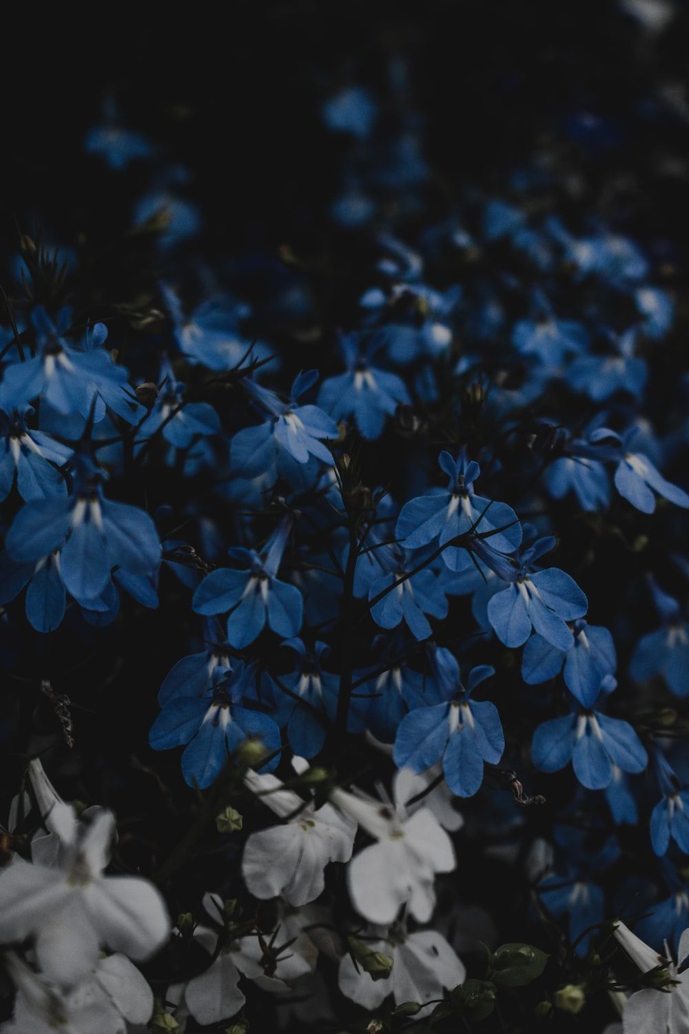 Blaue Blüten, Dunkle Stimmung, Lobelien, Nacht, Garten, HD, Handy-Hintergrund im Hochformat