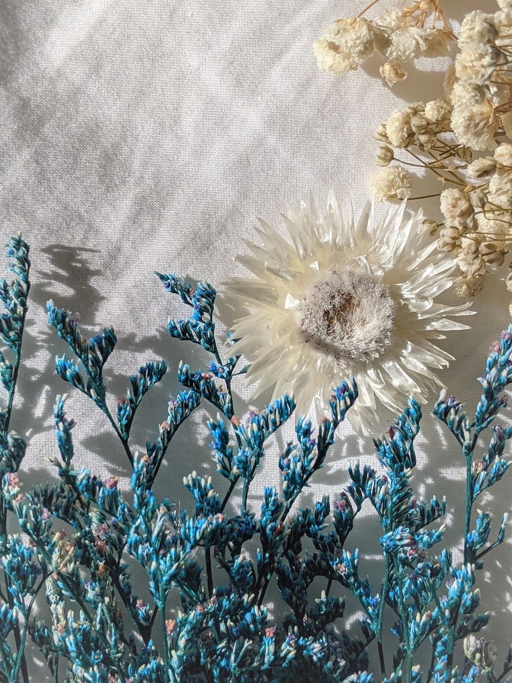 Trockenblumen, Blaue Blüten, Sonnenlicht, Schatten, Beige, HD, iPad-Hintergrundbild