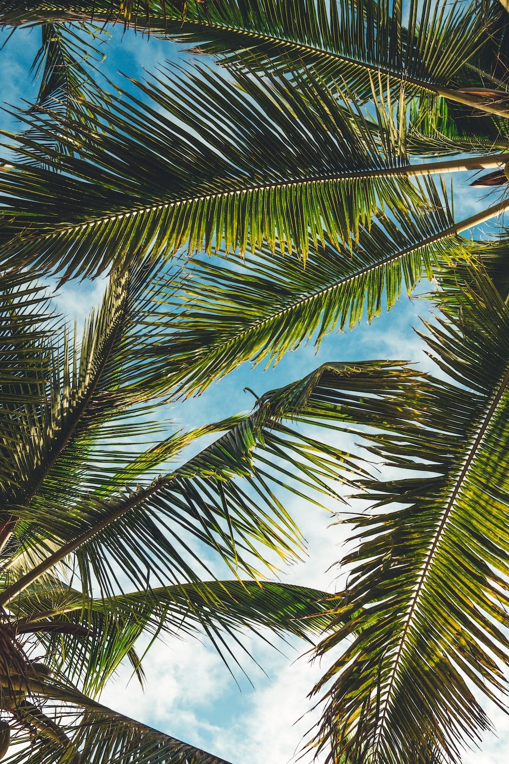 Palmblätter, Froschperspektive, Blauer Himmel, Tropen, Grün, Hintergrundbild fürs Handy