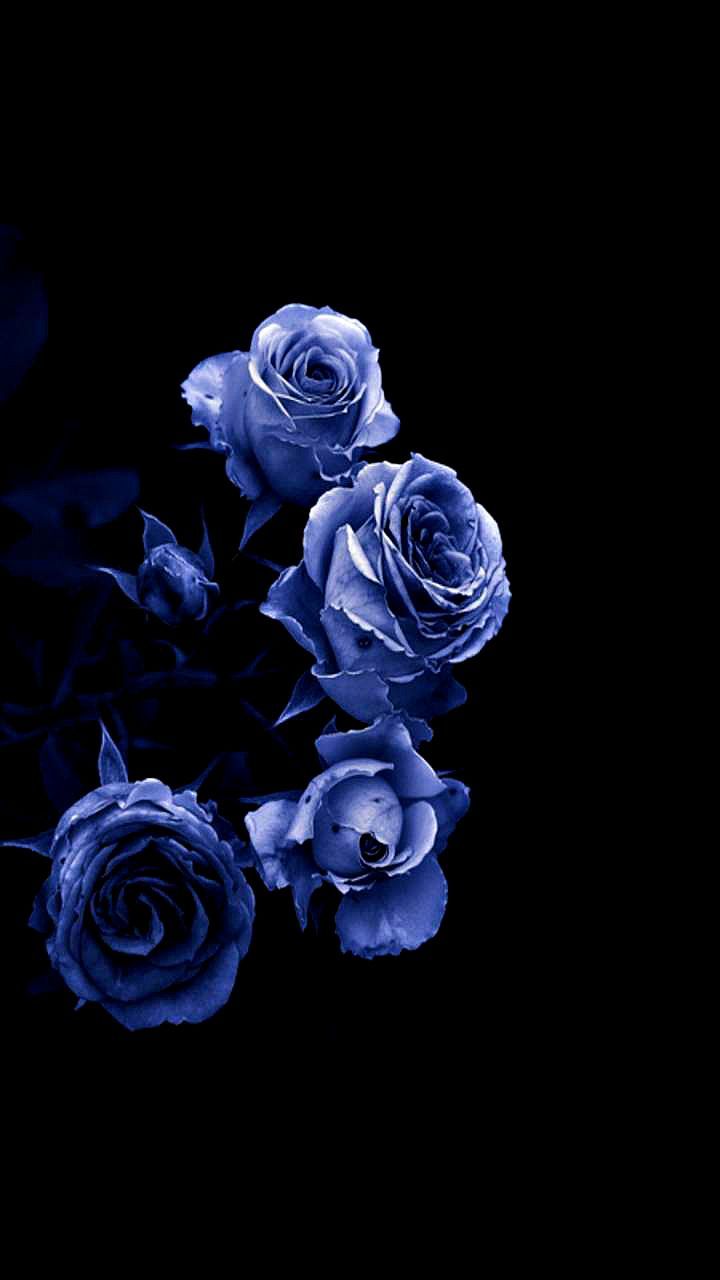 Blaue Rosen, Schwarzer Hintergrund, Dunkle Stimmung, Violettblau, Blumenstrauß, Sperrbildschirm