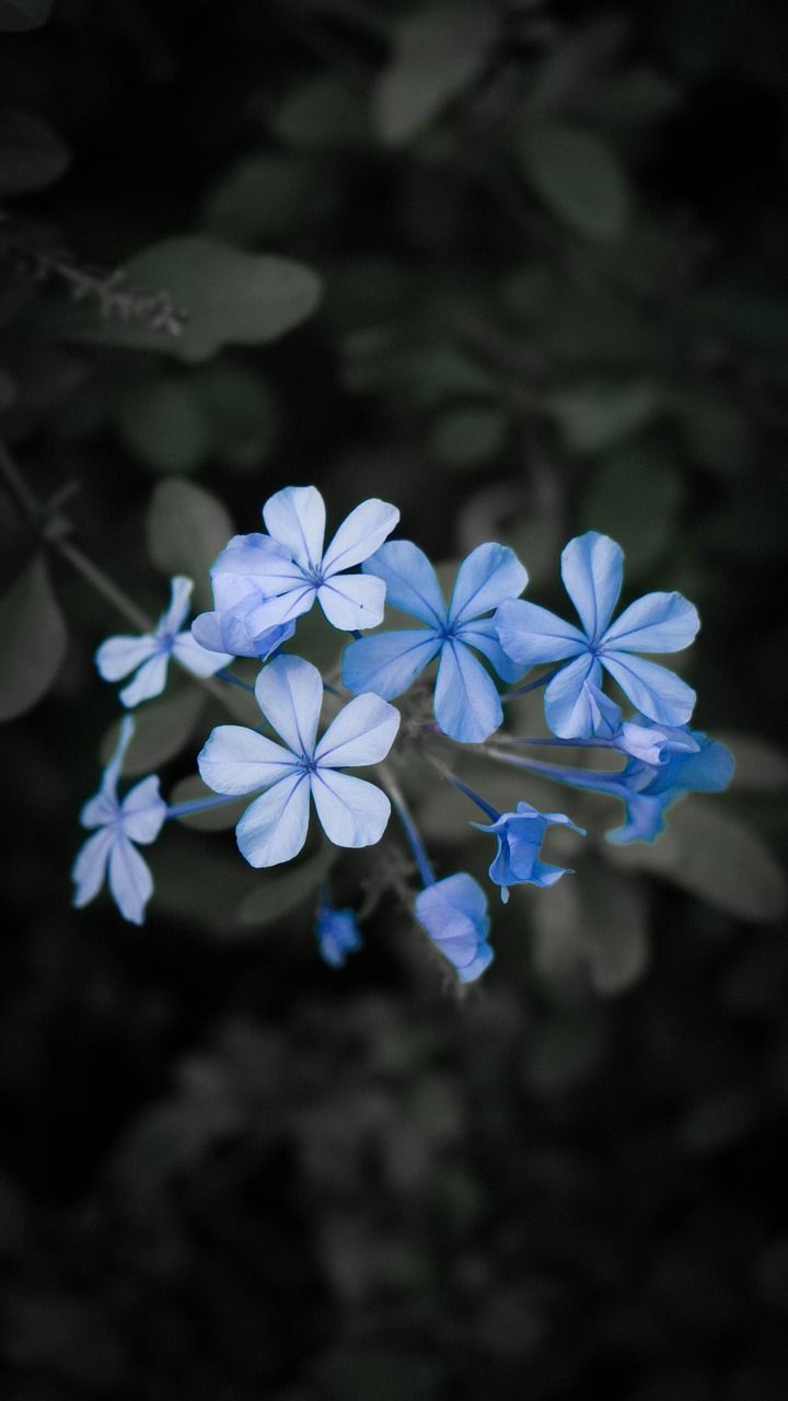 Bleiwurz, Hellblaue Blüten, Dunkler Hintergrund, Nahaufnahme, Kontrast, Sperrbildschirm fürs iPhone