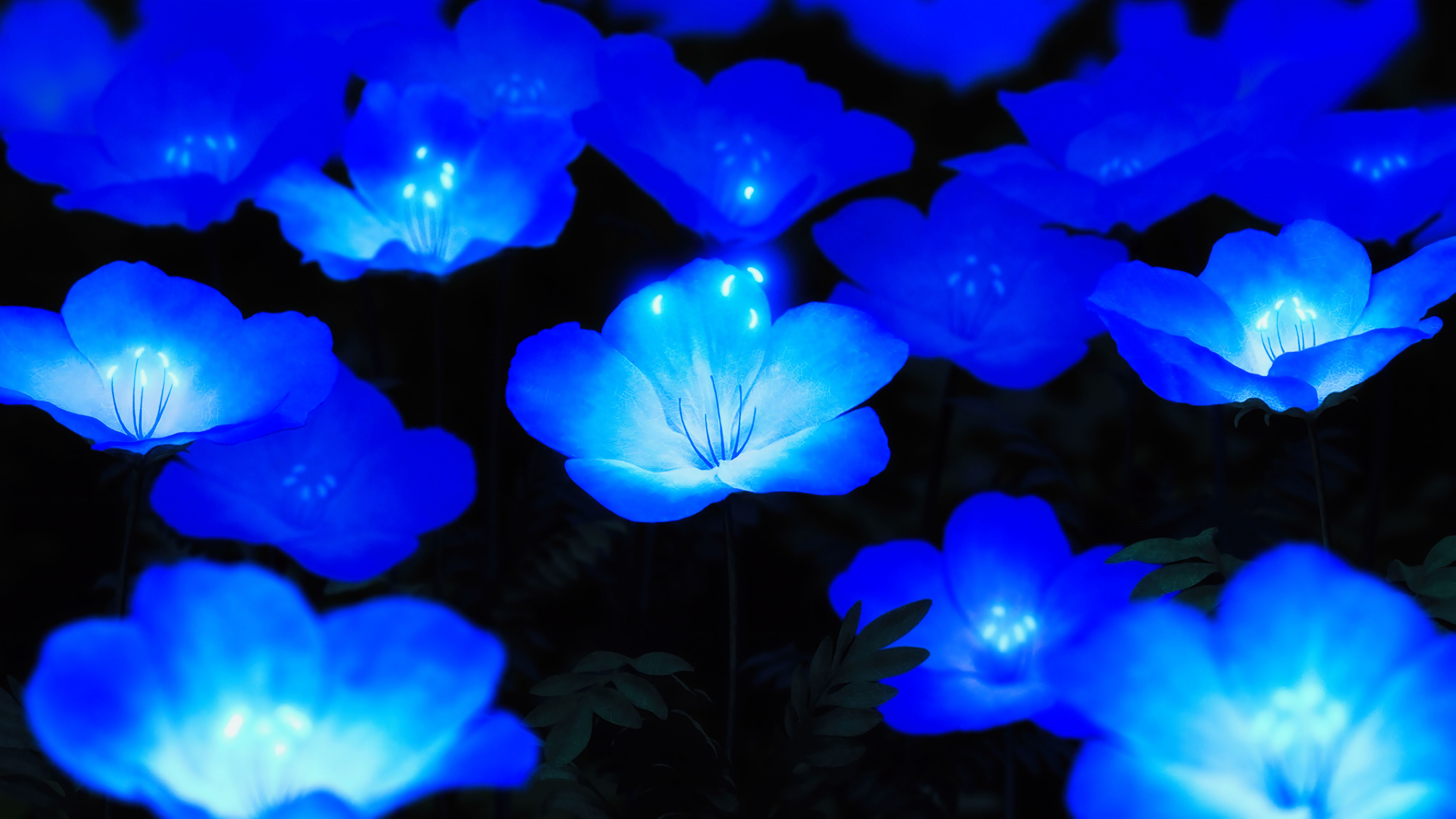 Leuchtende Blüten, Kräftiges Blau, Nacht, Lichtinstallation, Neon, 6K, Desktop-Hintergrund