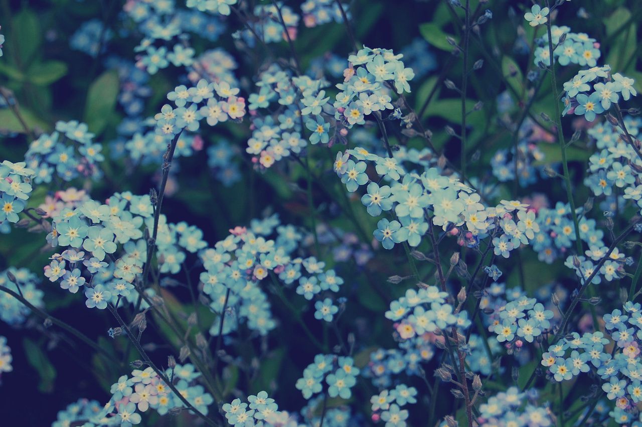 Vergissmeinnicht, Kleine Blüten, Blütenmeer, Dunkelgrün, Blau, HD-Hintergrundbild für PC