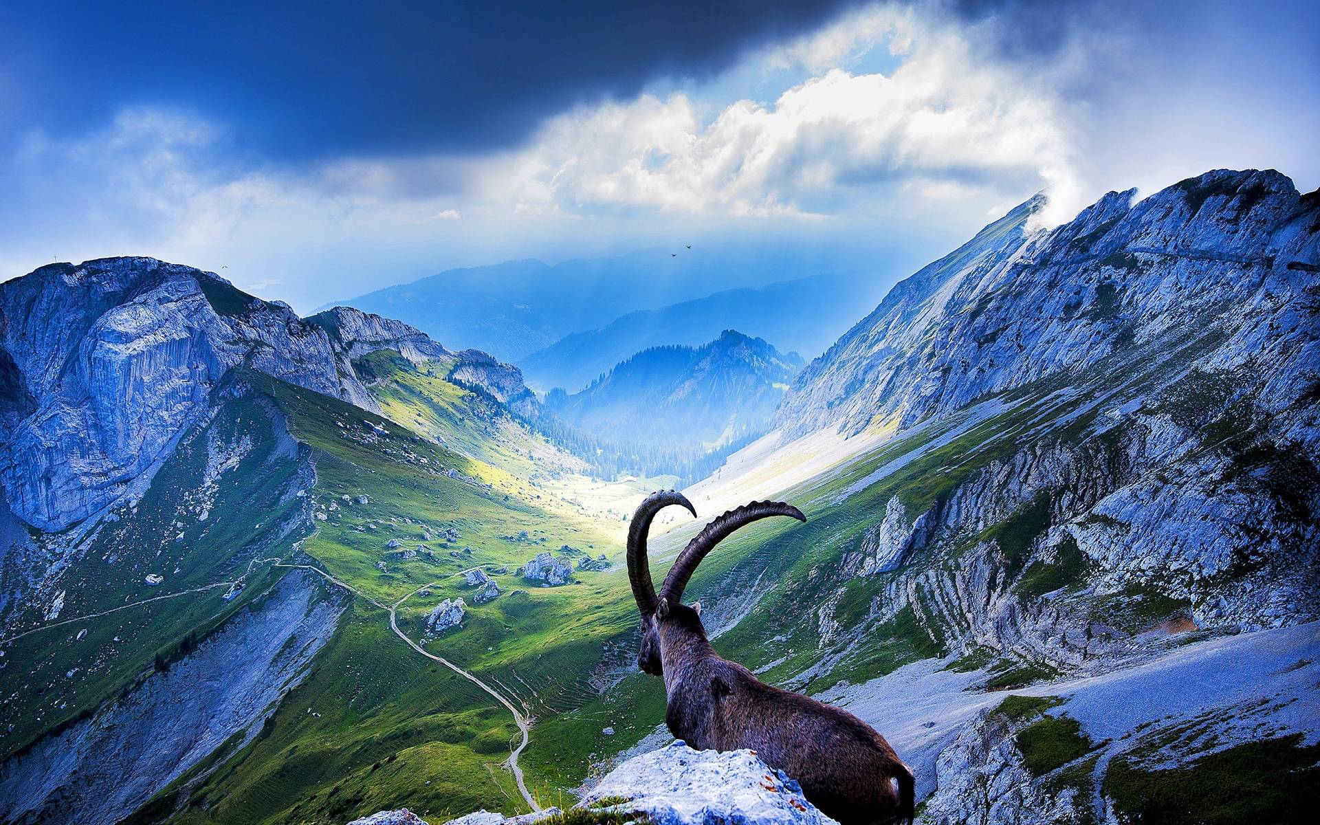 Steinbock, Alpen, Bergtal, Schweiz, Wildtier, 16:10, Full-HD-Hintergrundbild für den Desktop