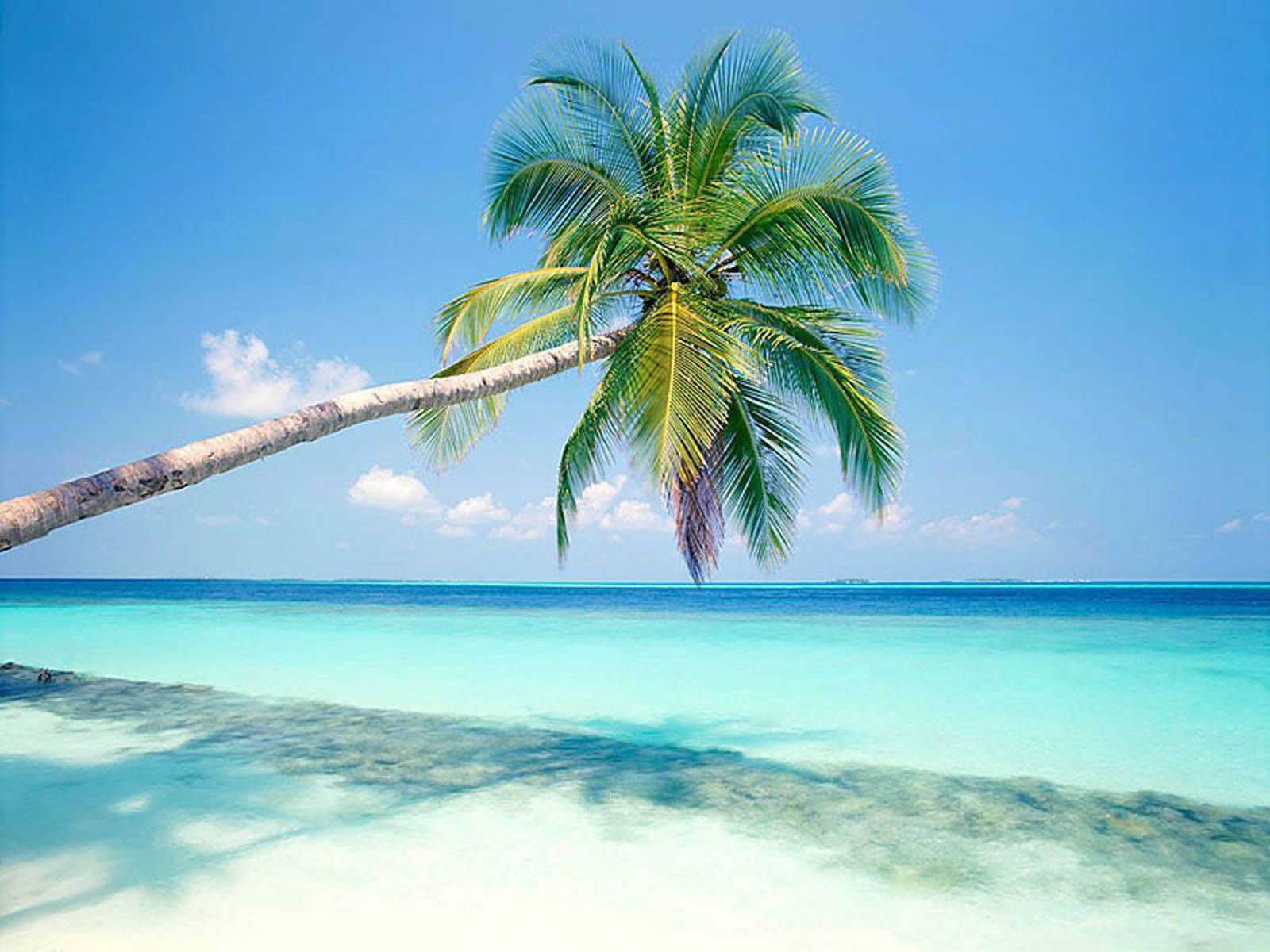 Palme, Sandstrand, Türkises Meer, Karibik, Tropen, Hintergrundbild für iPad und Tablet