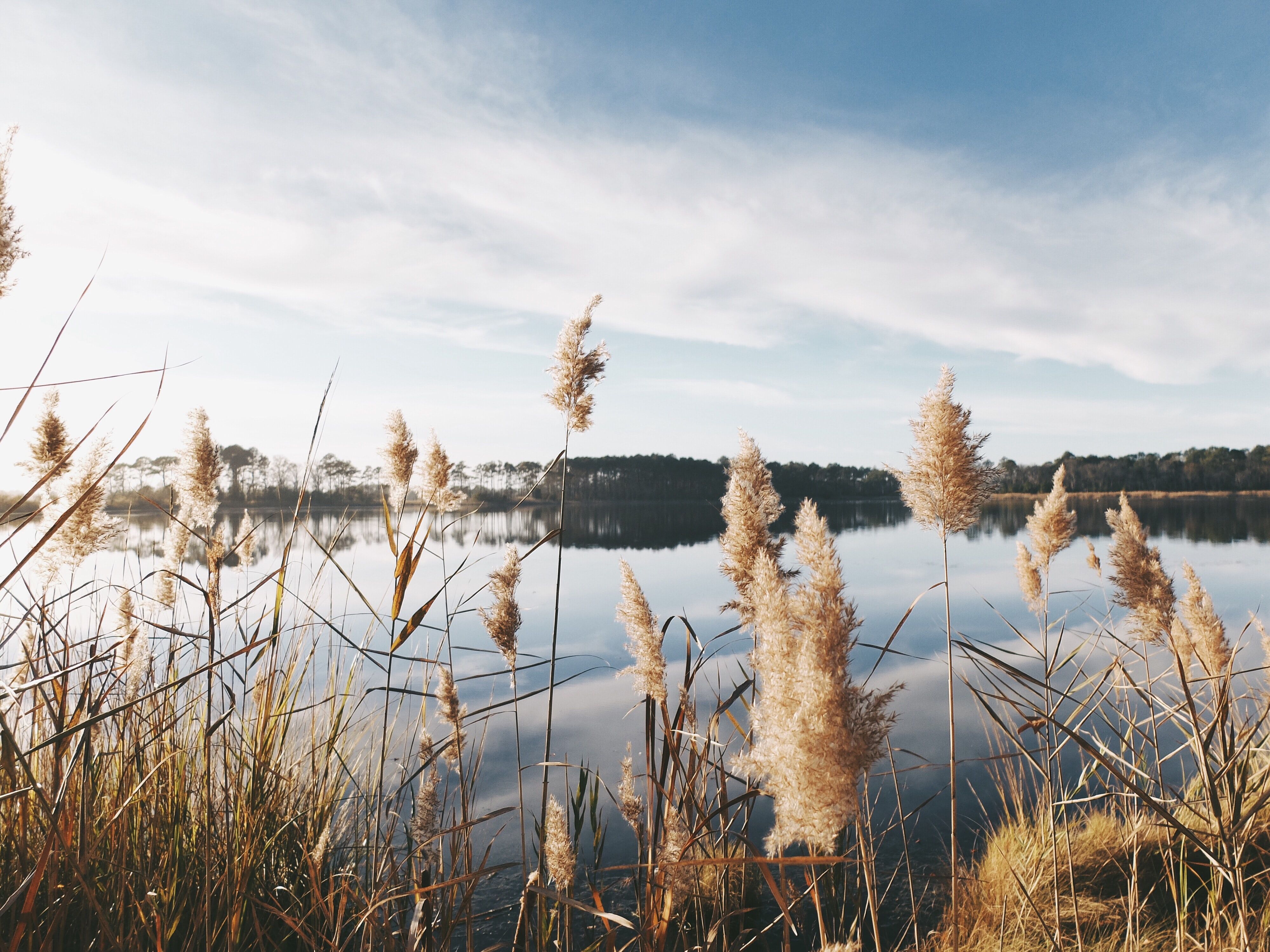 Pampasgras, See, Inseln, Bewölkter Himmel, Natur, 4K, iPad-Hintergrundbild