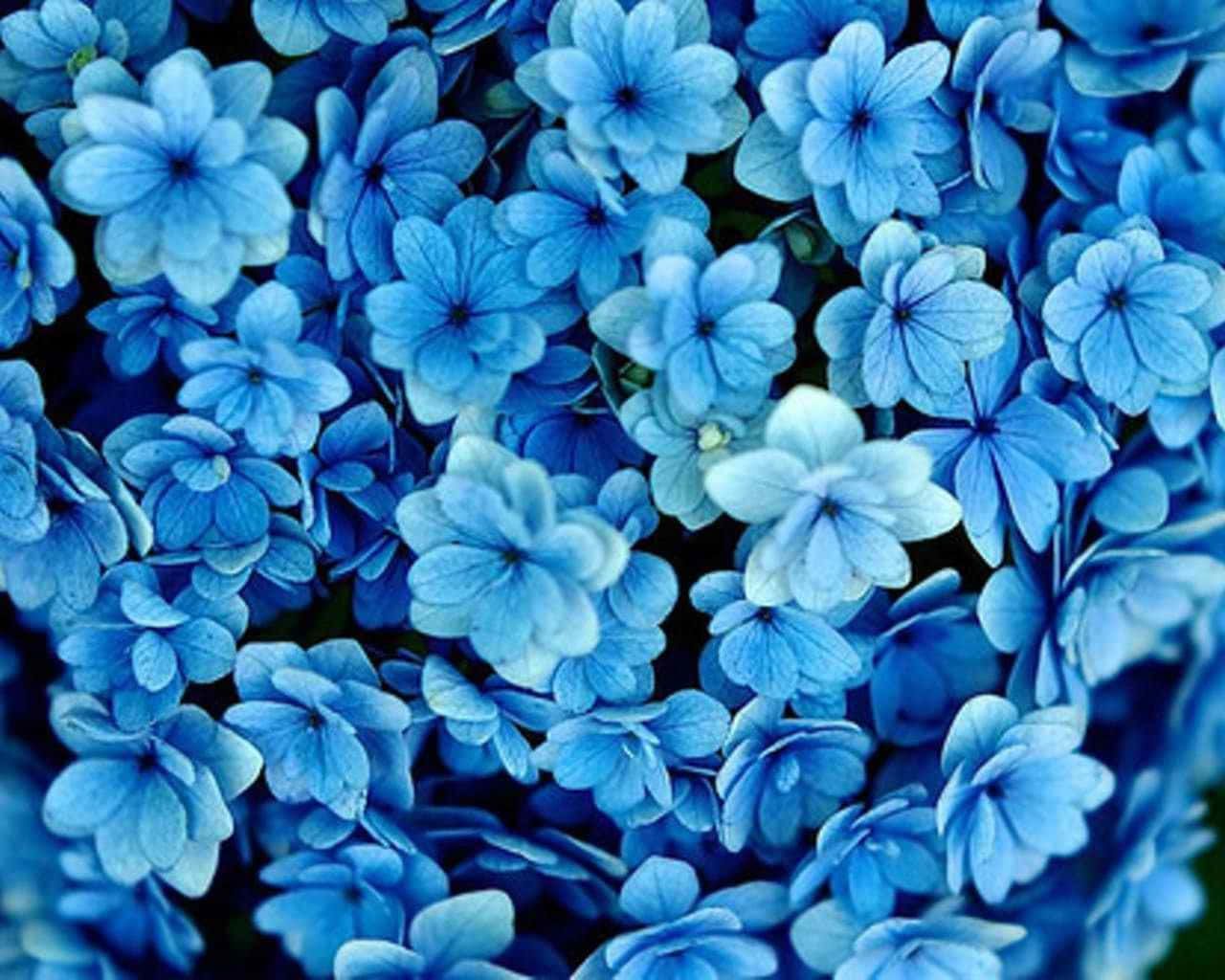 Hortensie, Blaue Hortensie, Blütenmeer, Nahaufnahme, Hellblau, HD, Desktop-Hintergrund