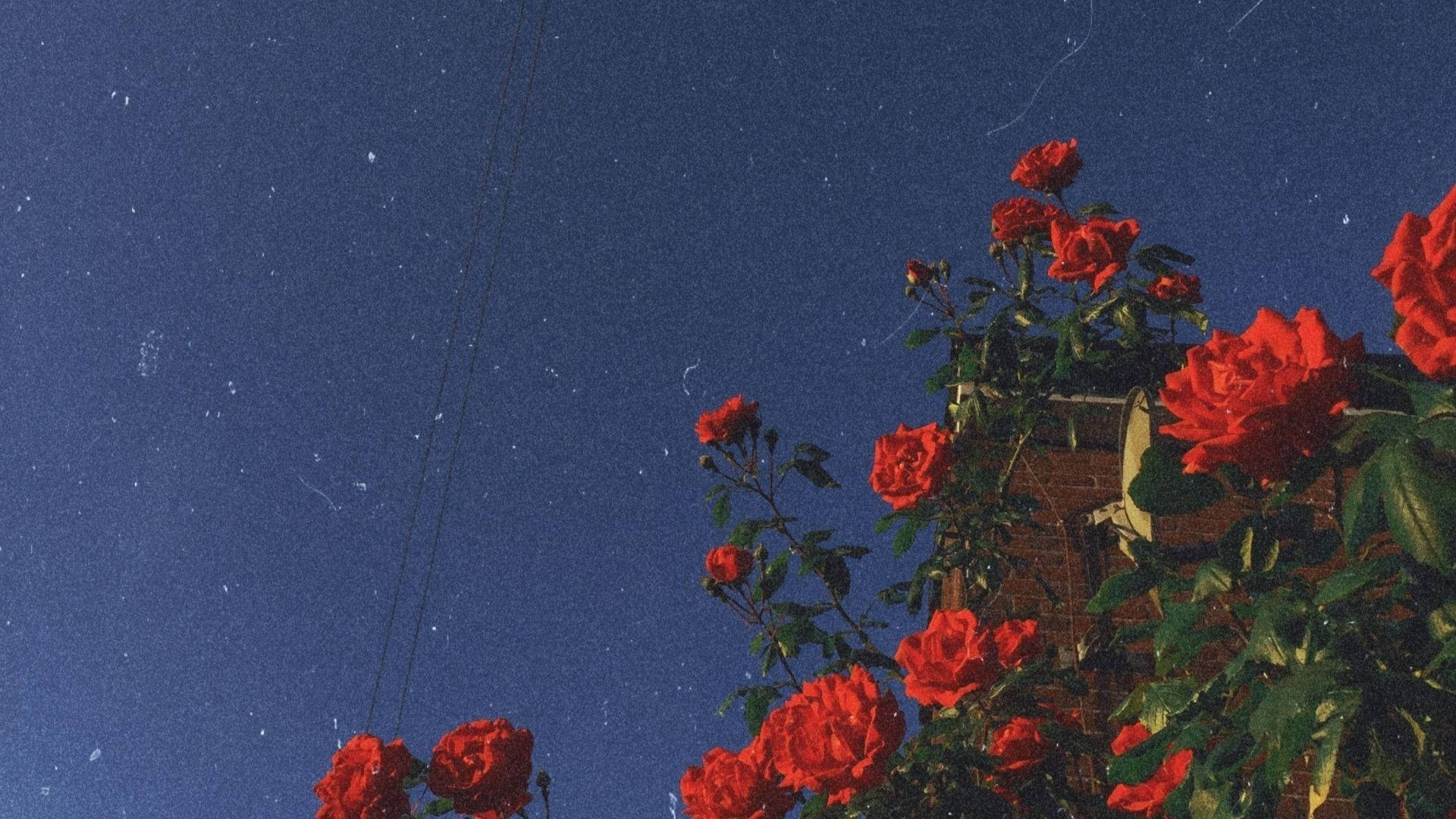 Rote Rosen, Blauer Himmel, Analog, Vintage, Dämmerung, 1920x1080, Full-HD-Hintergrundbild für PC