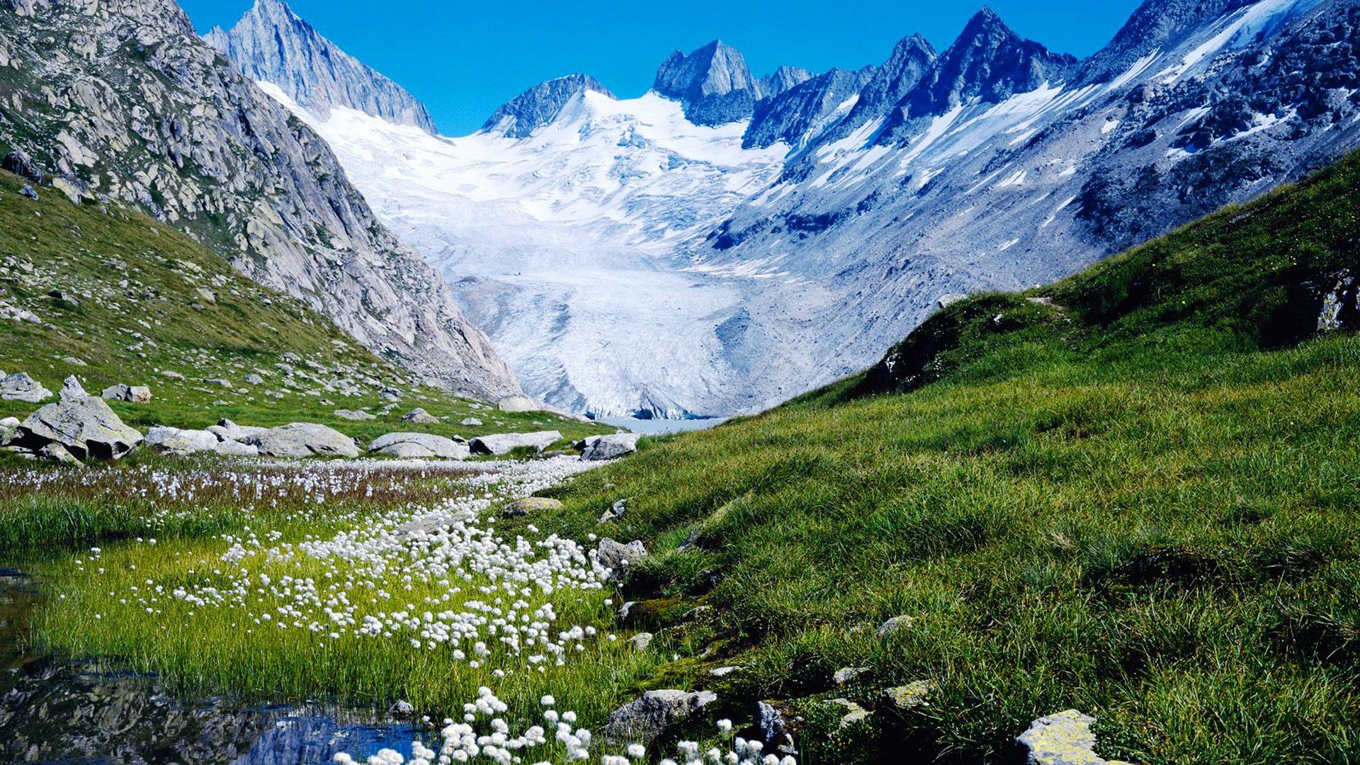 Gletscher, Wollgras, Alpen, Bergwiese, Sommer, 16:9, Full-HD-Hintergrundbild für den Desktop
