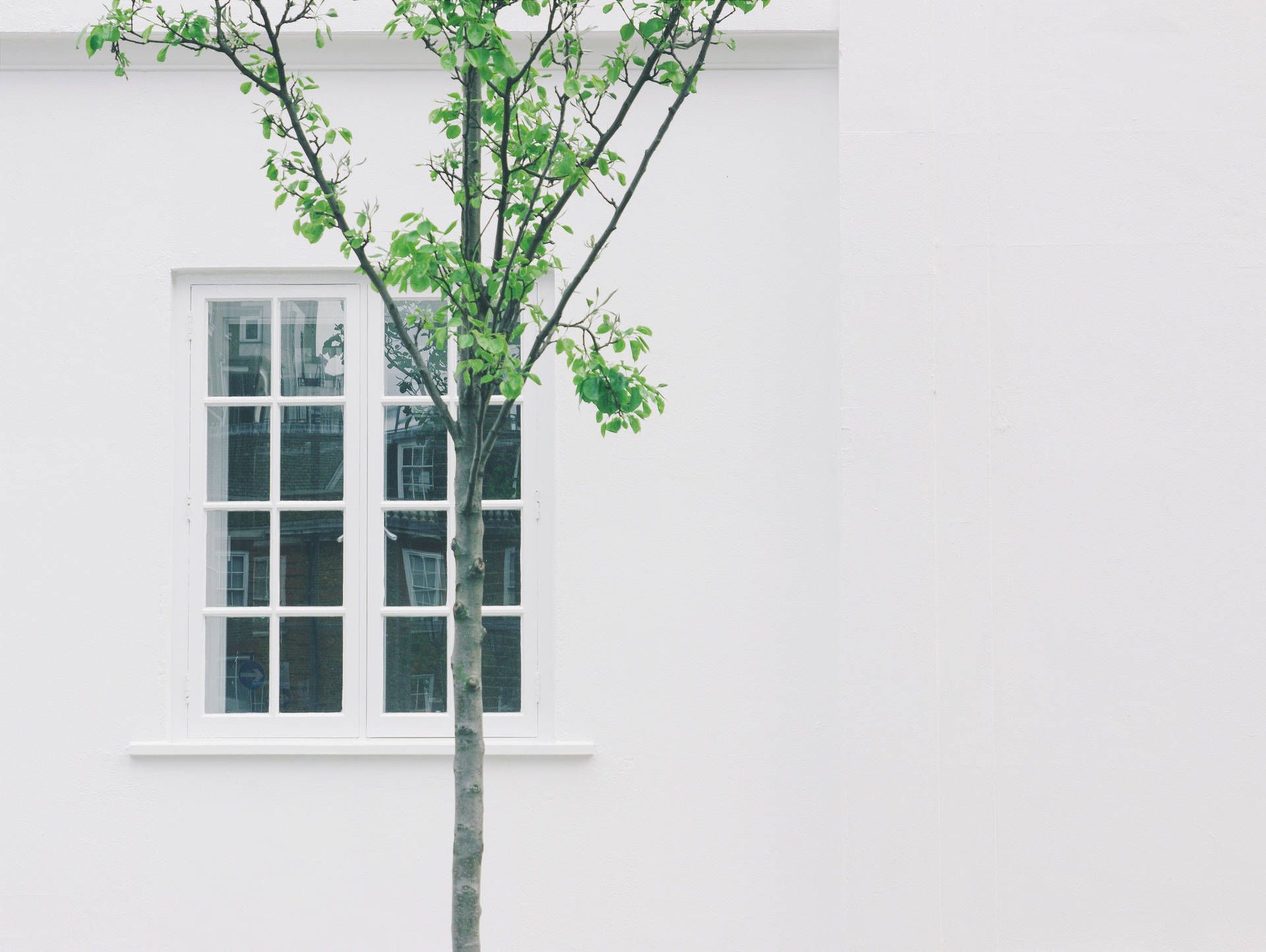 Weiße Wand, Fenster, Junger Baum, Minimalistisch, Hell, Full HD, Hintergrundbild fürs Tablet