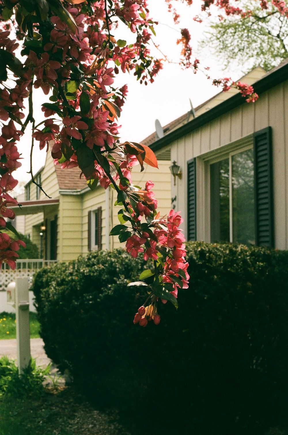 Haus, Blühender Baum, Hecke, Garten, Vorstadt, HD, Handy-Hintergrund im Hochformat