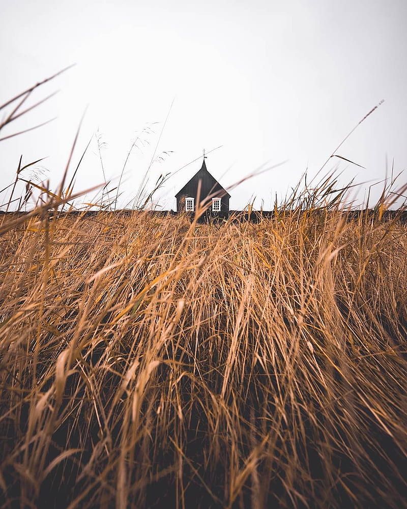 Holzhaus, Hohes Gras, Feld, Ländlich, Weißer Himmel, HD, iPad-Hintergrundbild