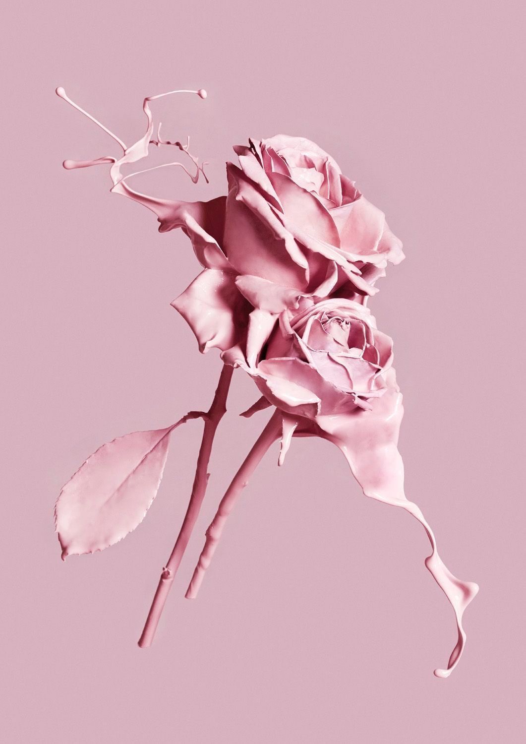 Rose, Altrosa, Minimalismus, Monochrom, HD, Hintergrundbild fürs Tablet
