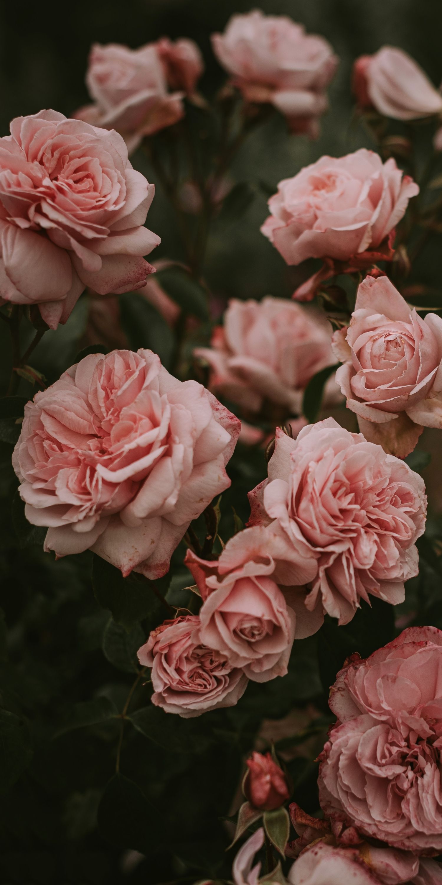 Rosa Rosen, Rosenstrauch, Dunkler Hintergrund, QHD+, Sperrbildschirm fürs iPhone