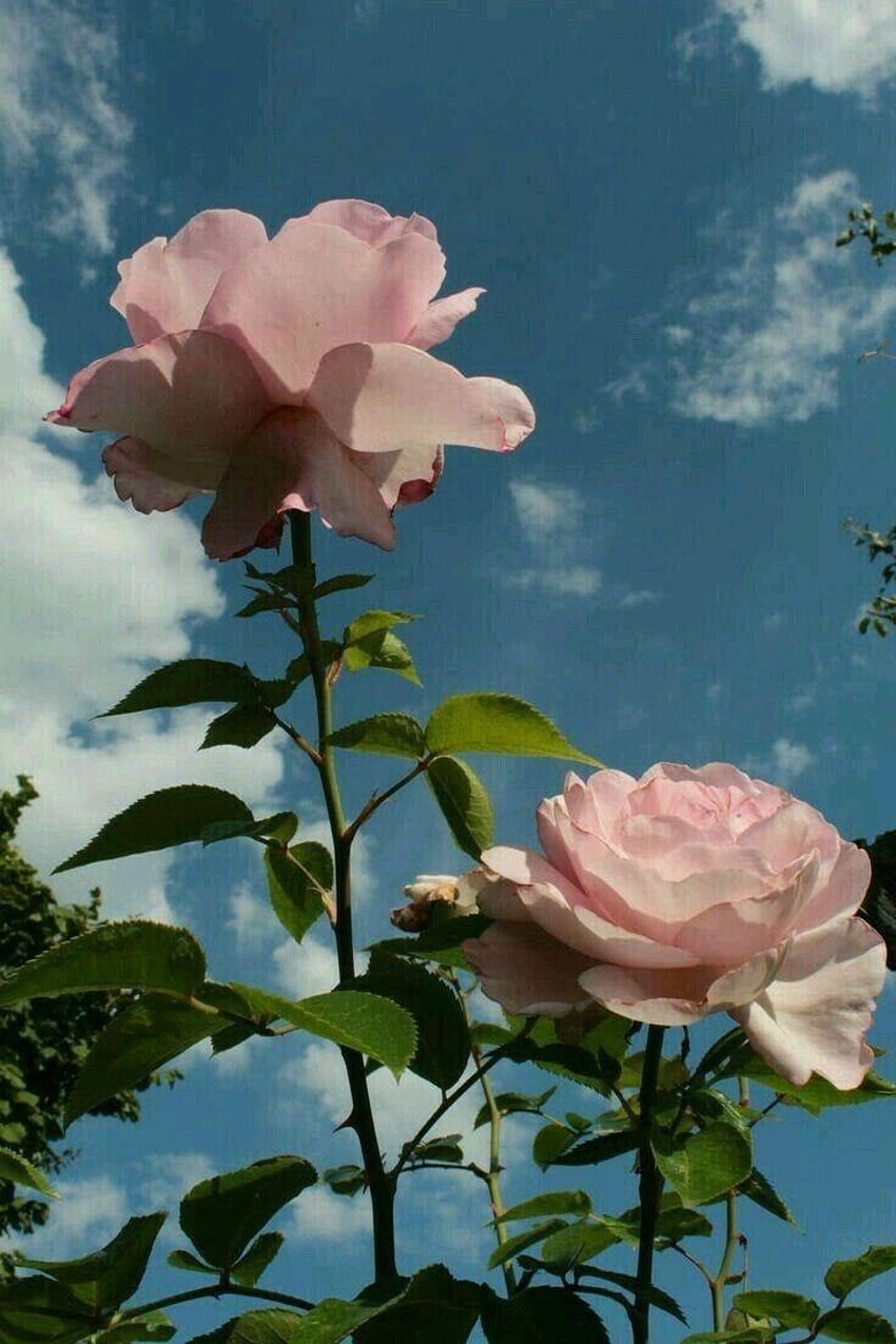 Rosen, Blauer Himmel, Froschperspektive, Wolken, HD, Handy-Hintergrund im Hochformat