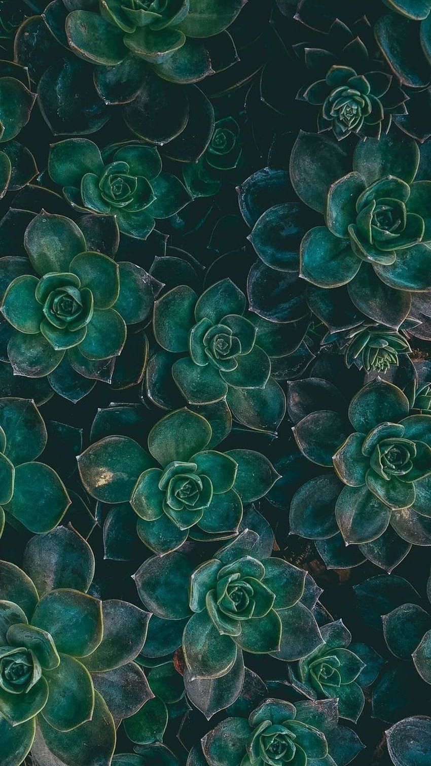 Sukkulenten, Dunkelgrün, Pflanzen, Draufsicht, Muster, HD, Hintergrundbild fürs Handy