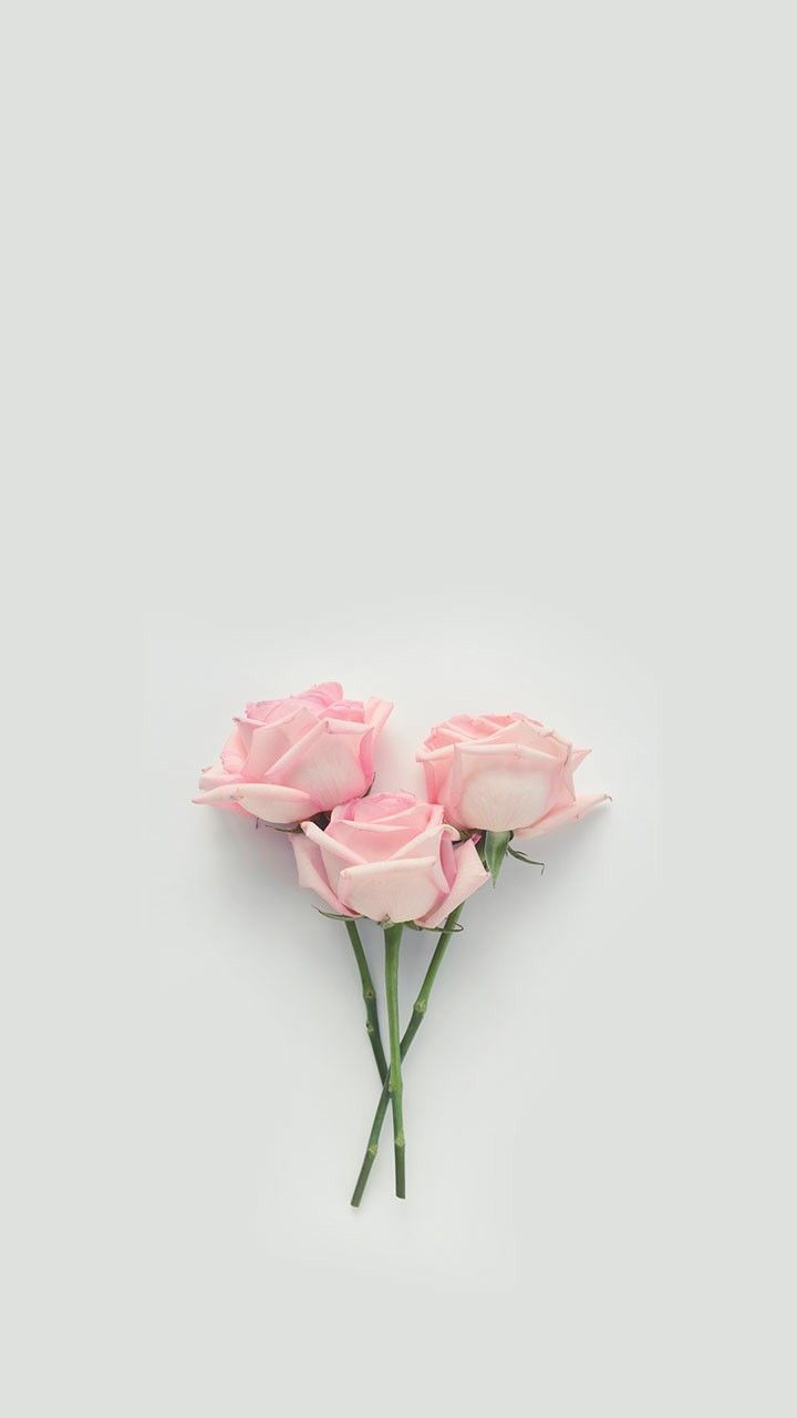 Rosenstrauß, Minimalismus, Grauer Hintergrund, HD, Sperrbildschirm fürs iPhone