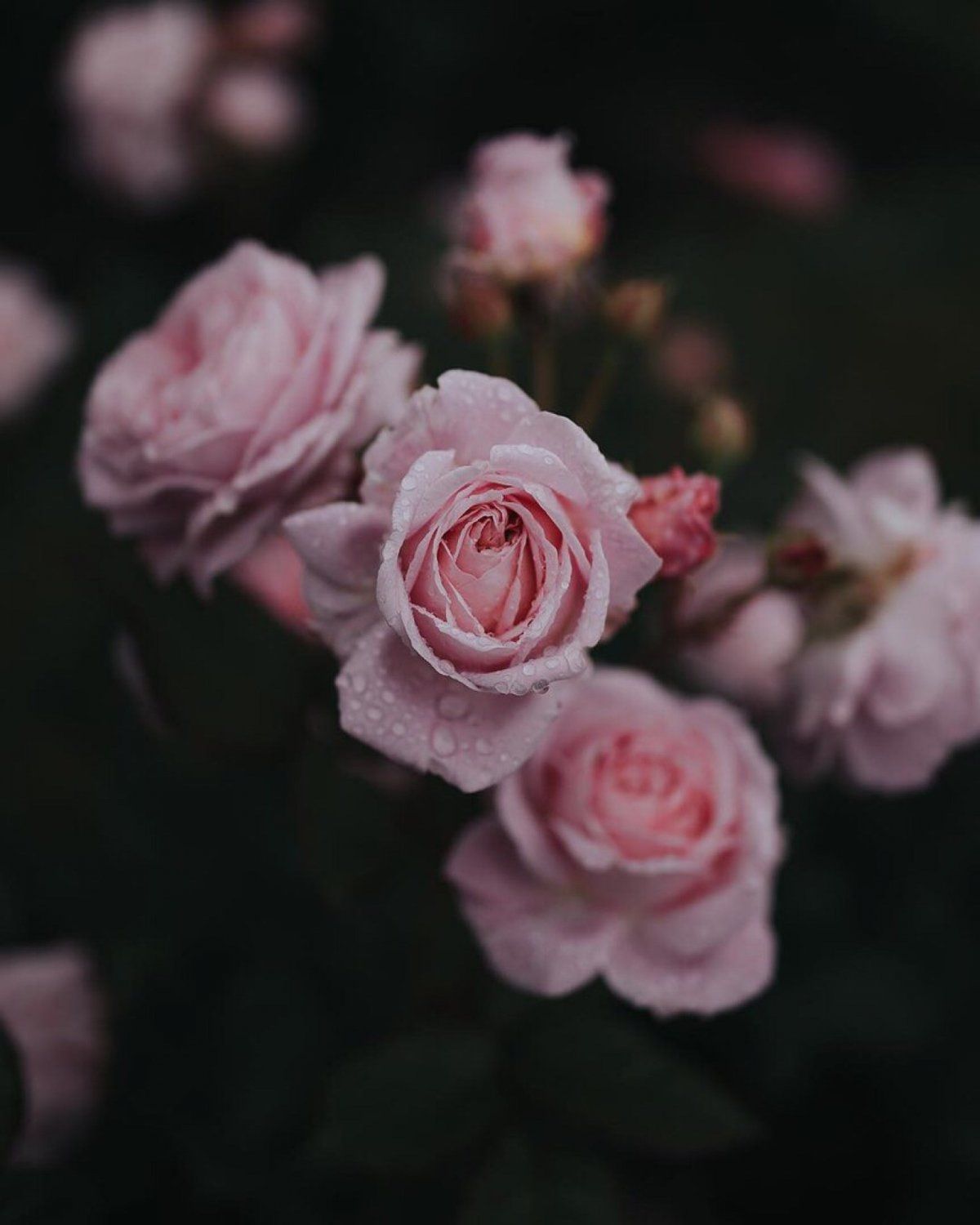 Rosa Rosen, Rosenstrauch, Dunkel, Nahaufnahme, Full HD, Hintergrundbild fürs Tablet