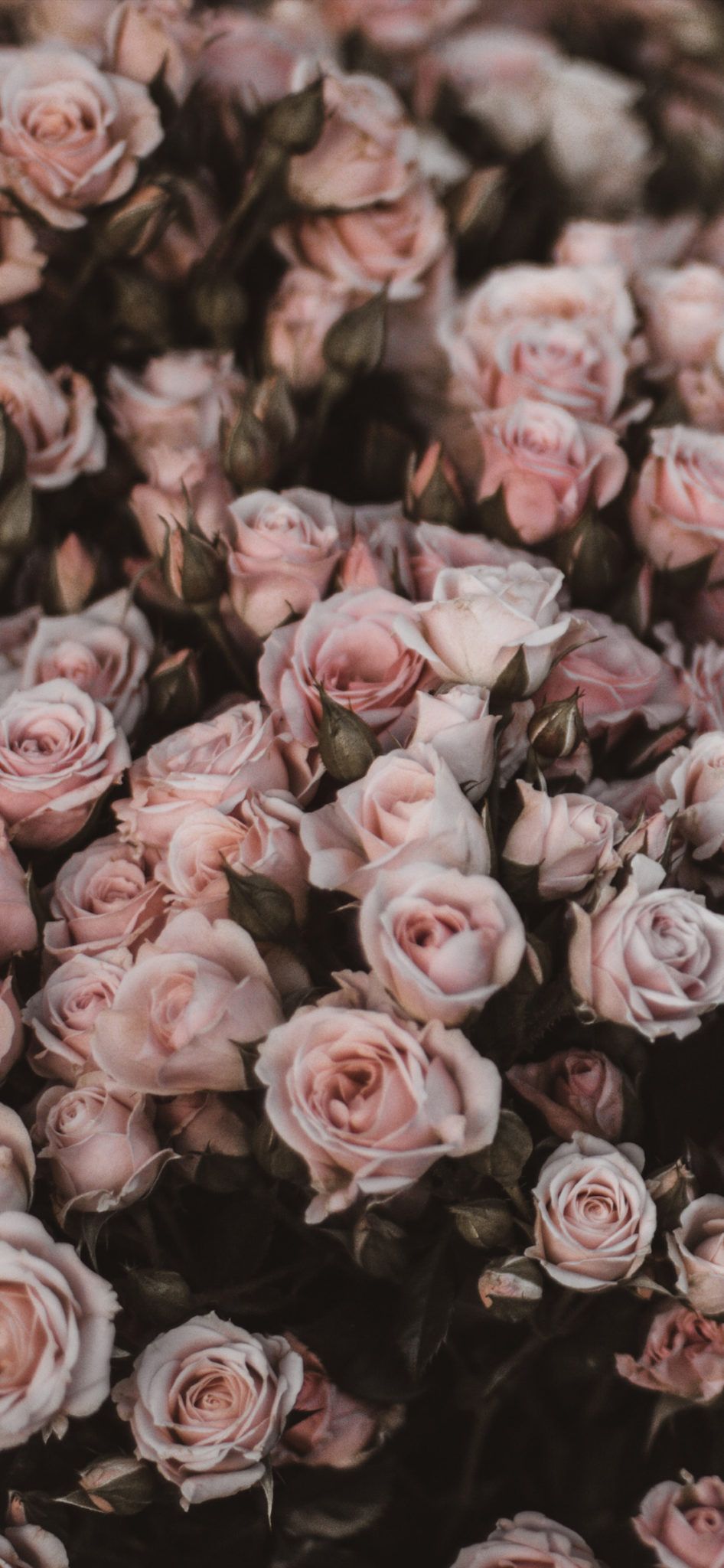 Rosen, Blütenmeer, Altrosa, Draufsicht, Hintergrundbild für iPhone und Android