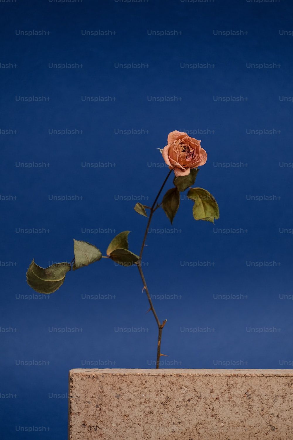 Rose, Dunkelblau, Stillleben, Sockel, Hochformat, Hintergrundbild fürs Smartphone