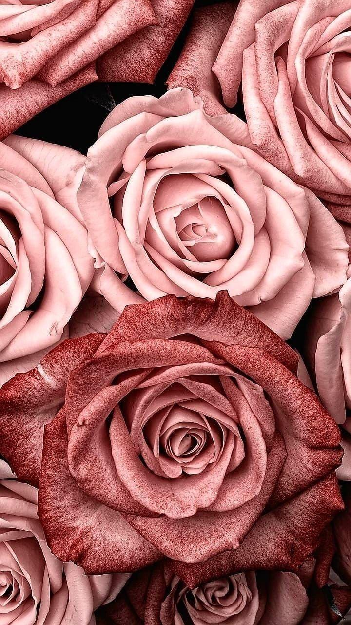 Rosen, Nahaufnahme, Altrosa, Blütenblätter, HD, Hintergrundbild fürs Handy