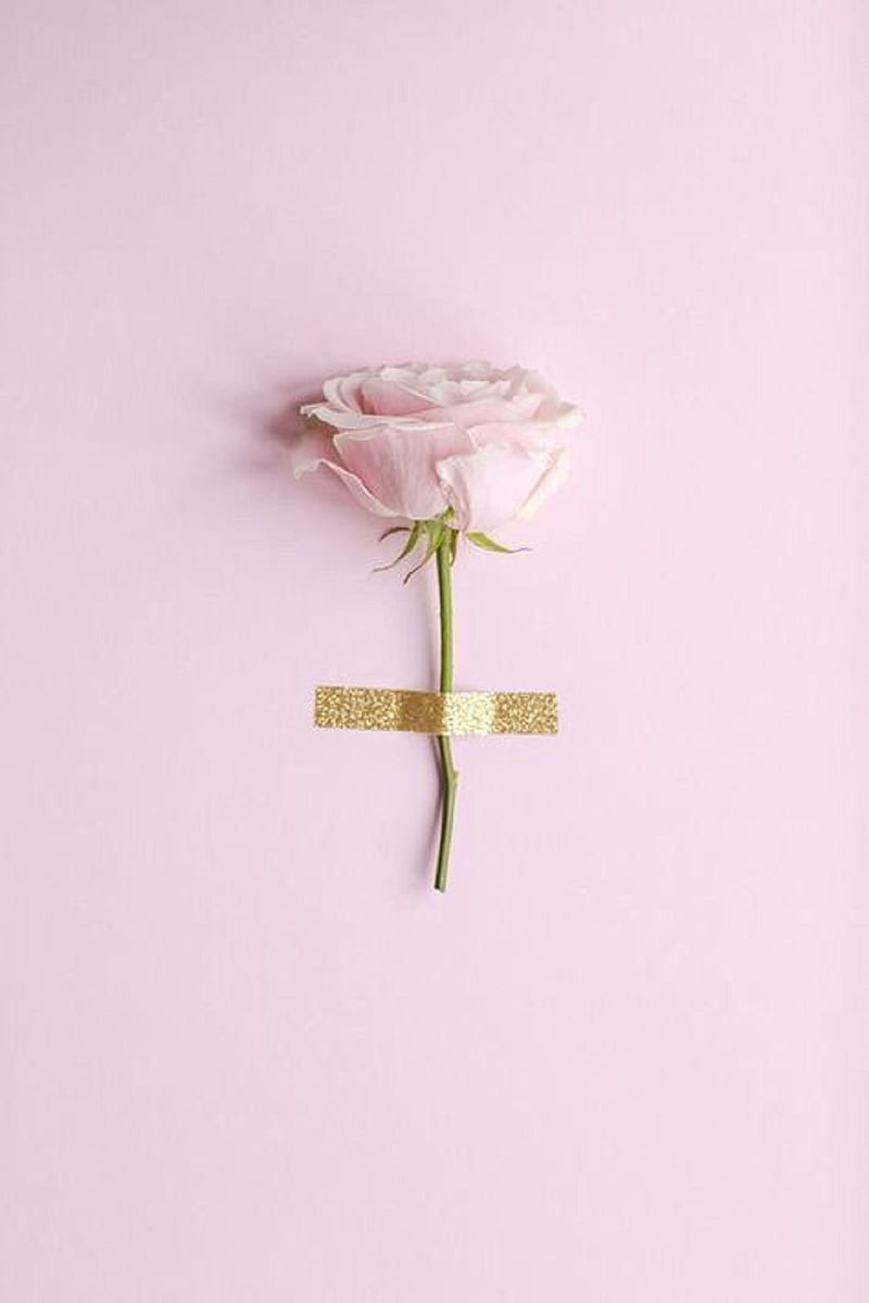 Rose, Klebeband, Hellrosa, Minimalismus, HD, Sperrbildschirm fürs iPhone