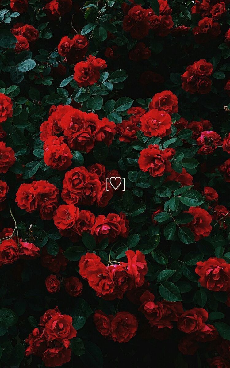 Rote Rosen, Rosenstrauch, Dunkel, HD, Handy-Hintergrund im Hochformat