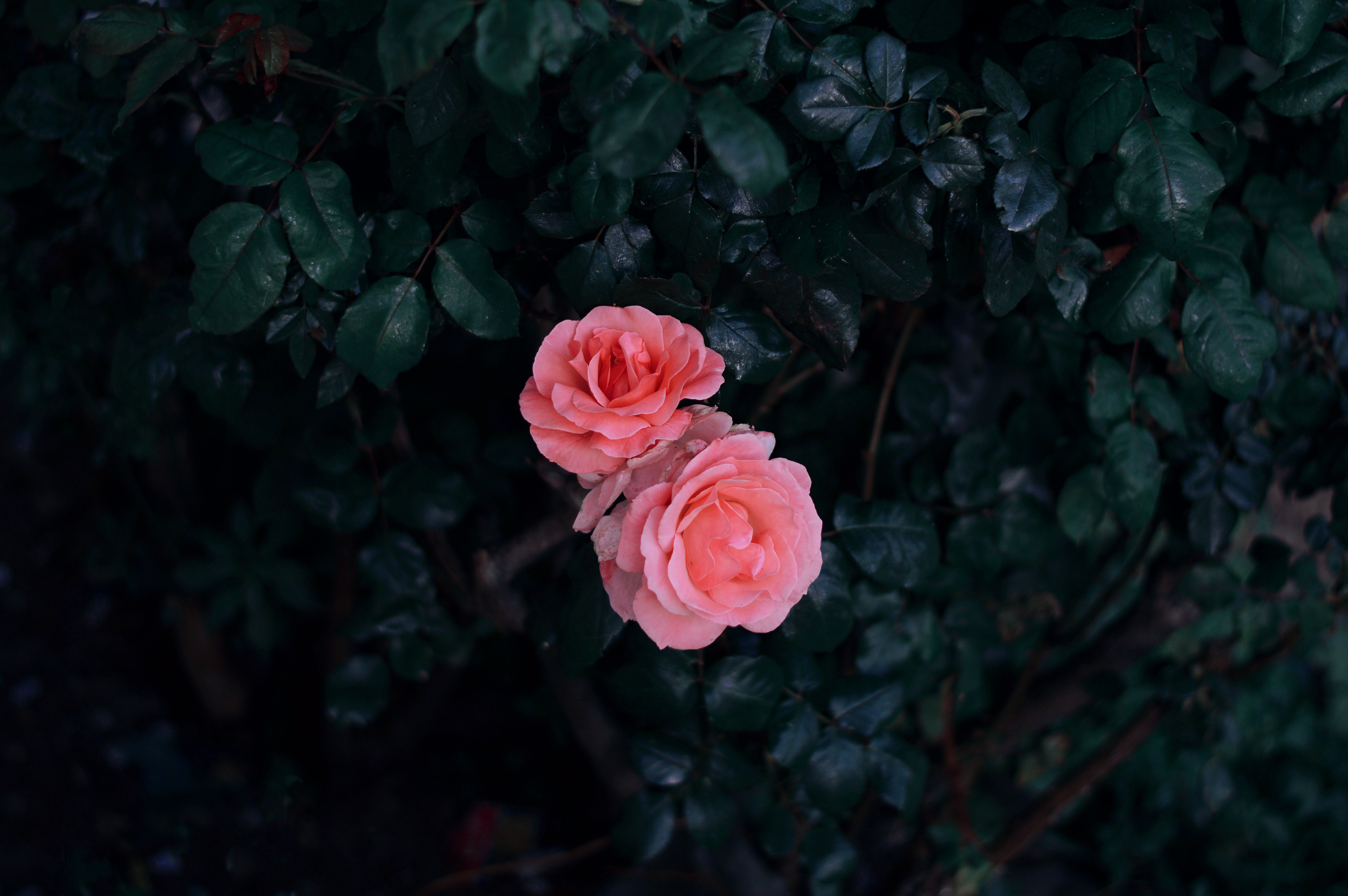 Rosa Rosen, Dunkles Laub, Rosenstrauch, 6K, Hintergrund für den Desktop