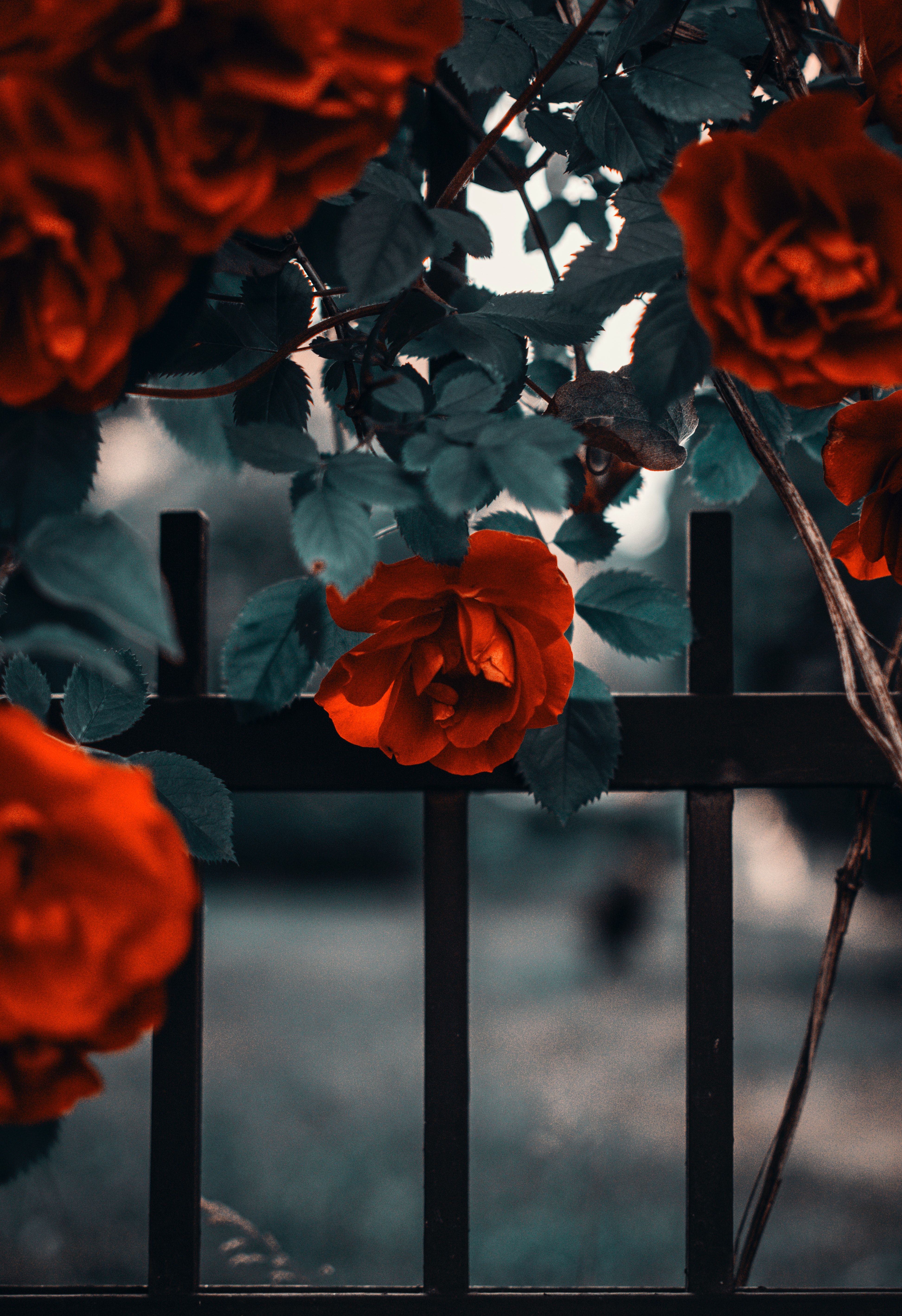 Rote Rosen, Zaun, Rosenbogen, Garten, QHD+, iPad-Hintergrundbild