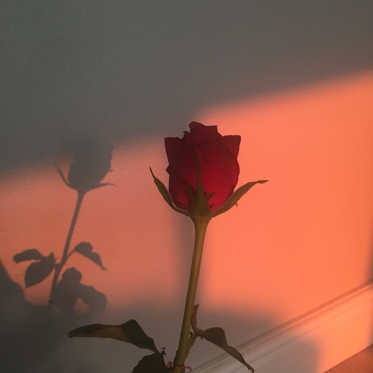 Rote Rose, Schatten, Orangefarbenes Licht, Stillleben, HD, Hintergrundbild fürs Tablet