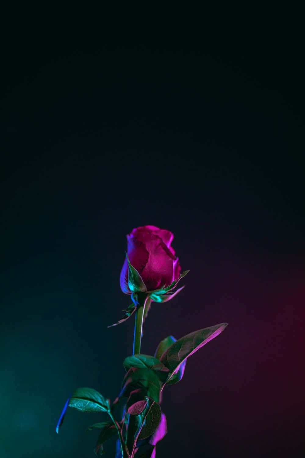 Pinke Rose, Dunkler Hintergrund, Neonlicht, HD, Sperrbildschirm fürs iPhone