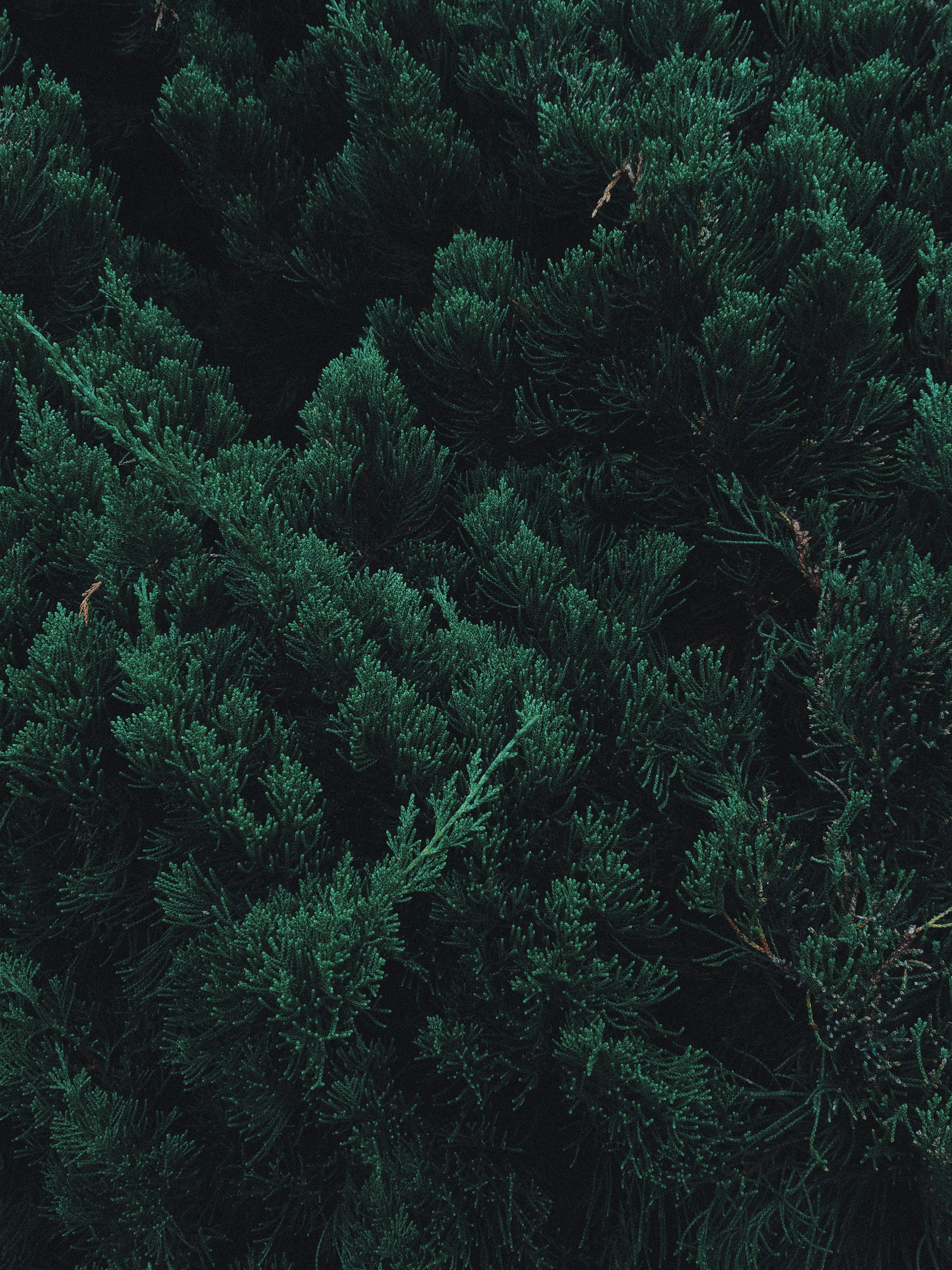Wald, Baumkronen, Dunkelgrün, Luftaufnahme, Natur, QHD+, iPad-Hintergrundbild