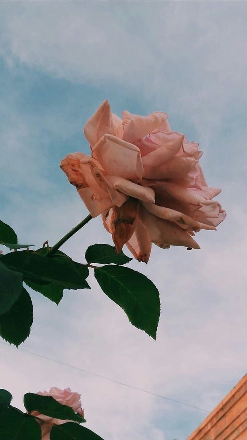 Rose, Himmel, Pfirsich, Vintage-Filter, HD, Hintergrundbild fürs Handy