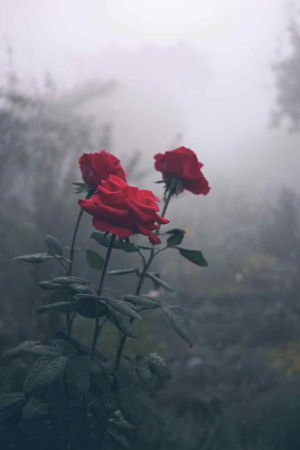 Rote Rosen, Nebel, Garten, Düster, Hintergrundbild für iPhone und Android