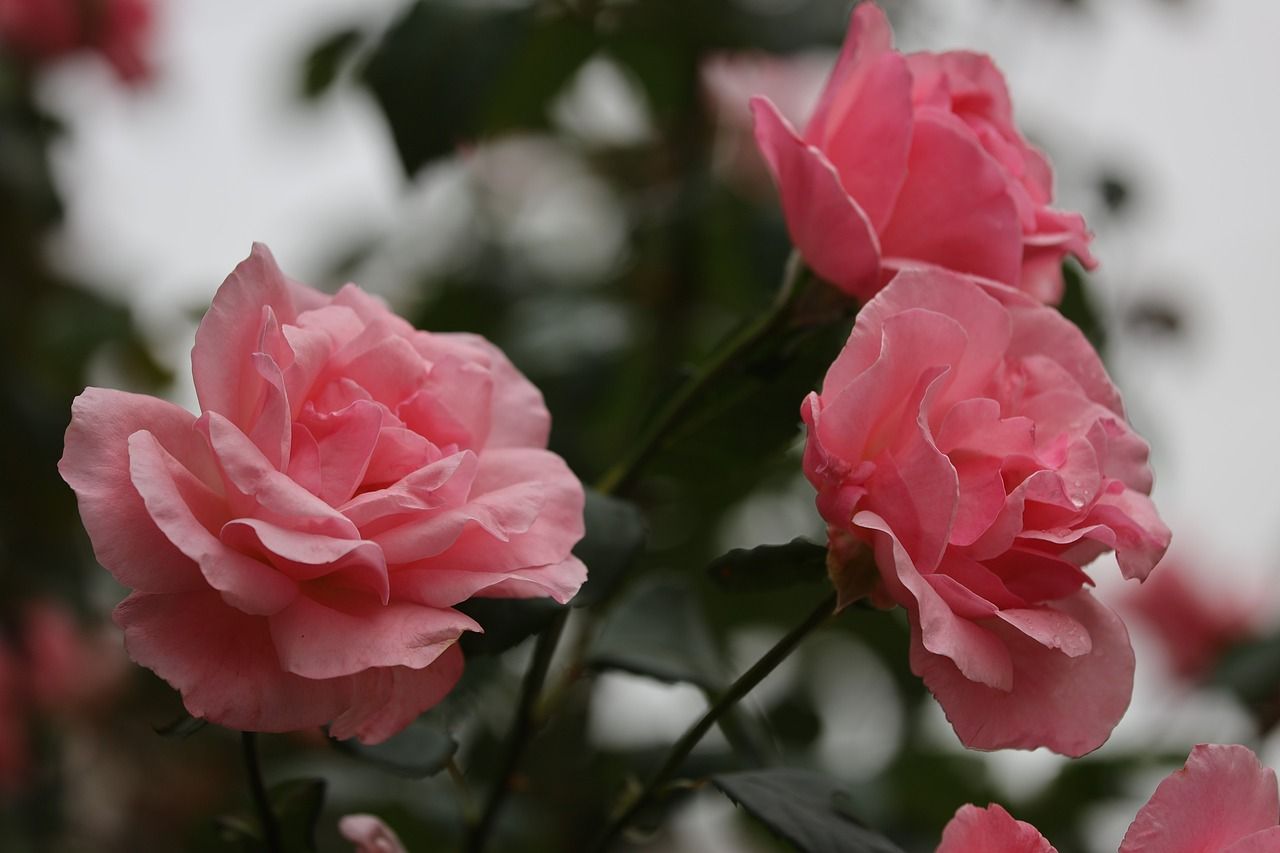Rosa Rosen, Nahaufnahme, Blüten, Garten, HD, Hintergrund für den Desktop