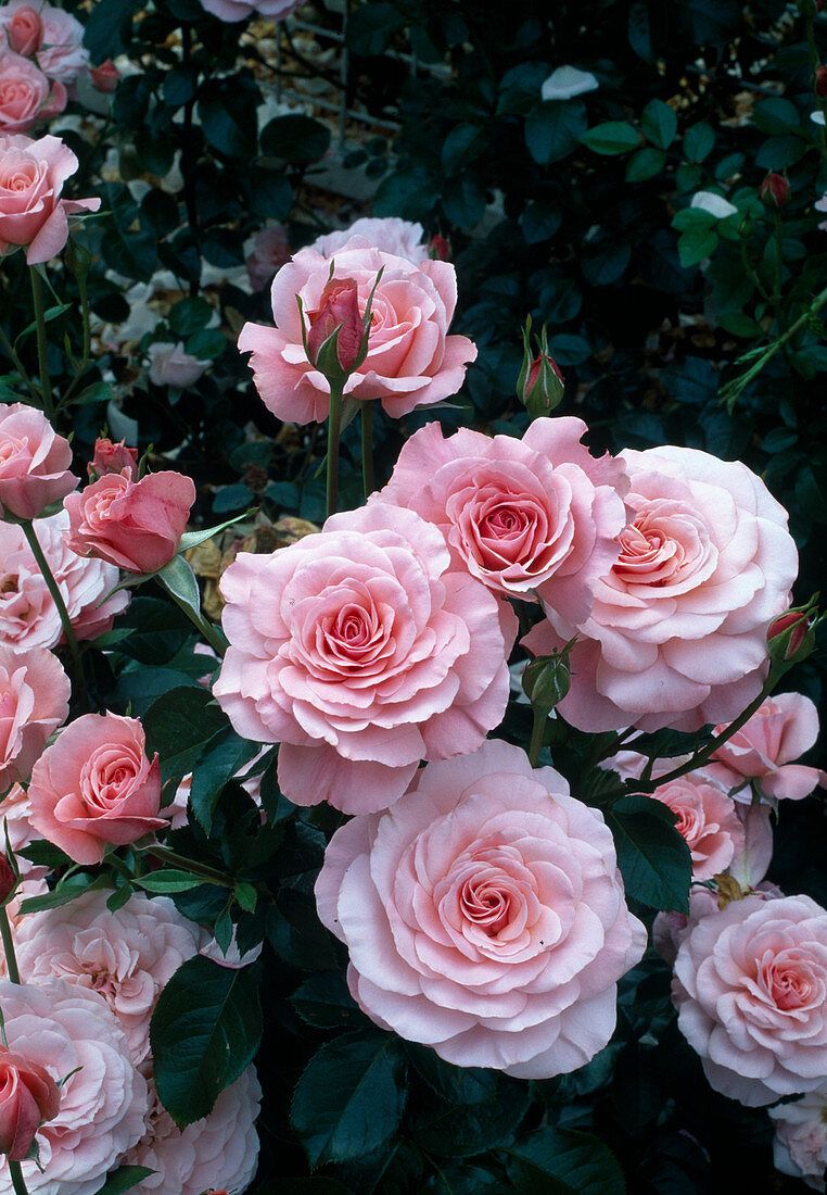 Rosa Rosen, Rosenstrauch, Dunkles Laub, HD, iPad-Hintergrundbild