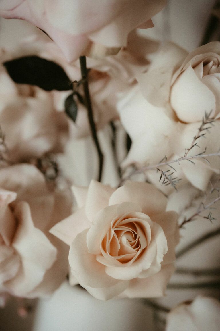 Weiße Rosen, Creme, Blumenstrauß, Nahaufnahme, Hintergrundbild für iPhone und Android
