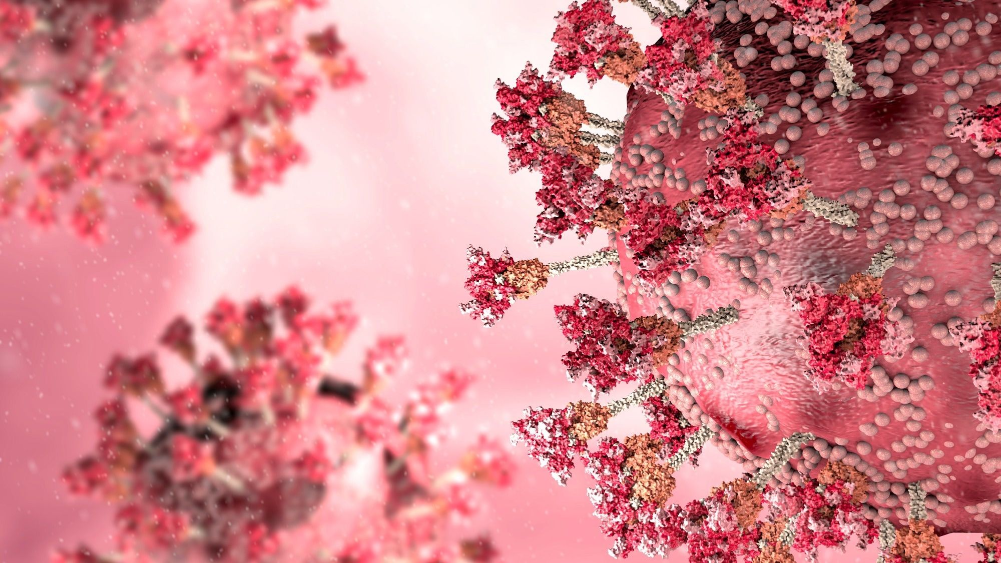 Coronavirus, Viruspartikel, 3D-Grafik, Rosa, Makro, 16:9, Full-HD-Hintergrundbild für den Desktop